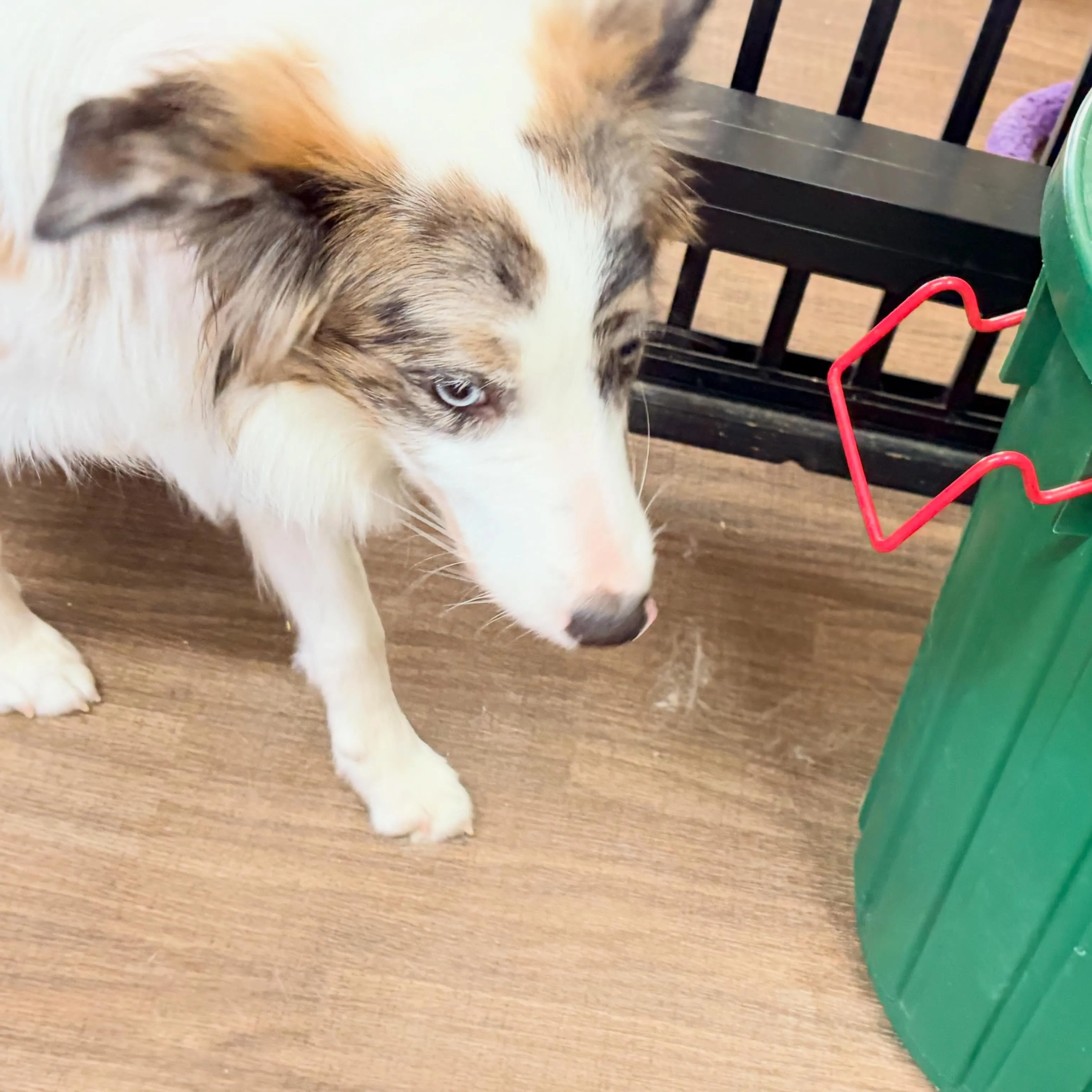 入会してくれたピケちゃんです🎶