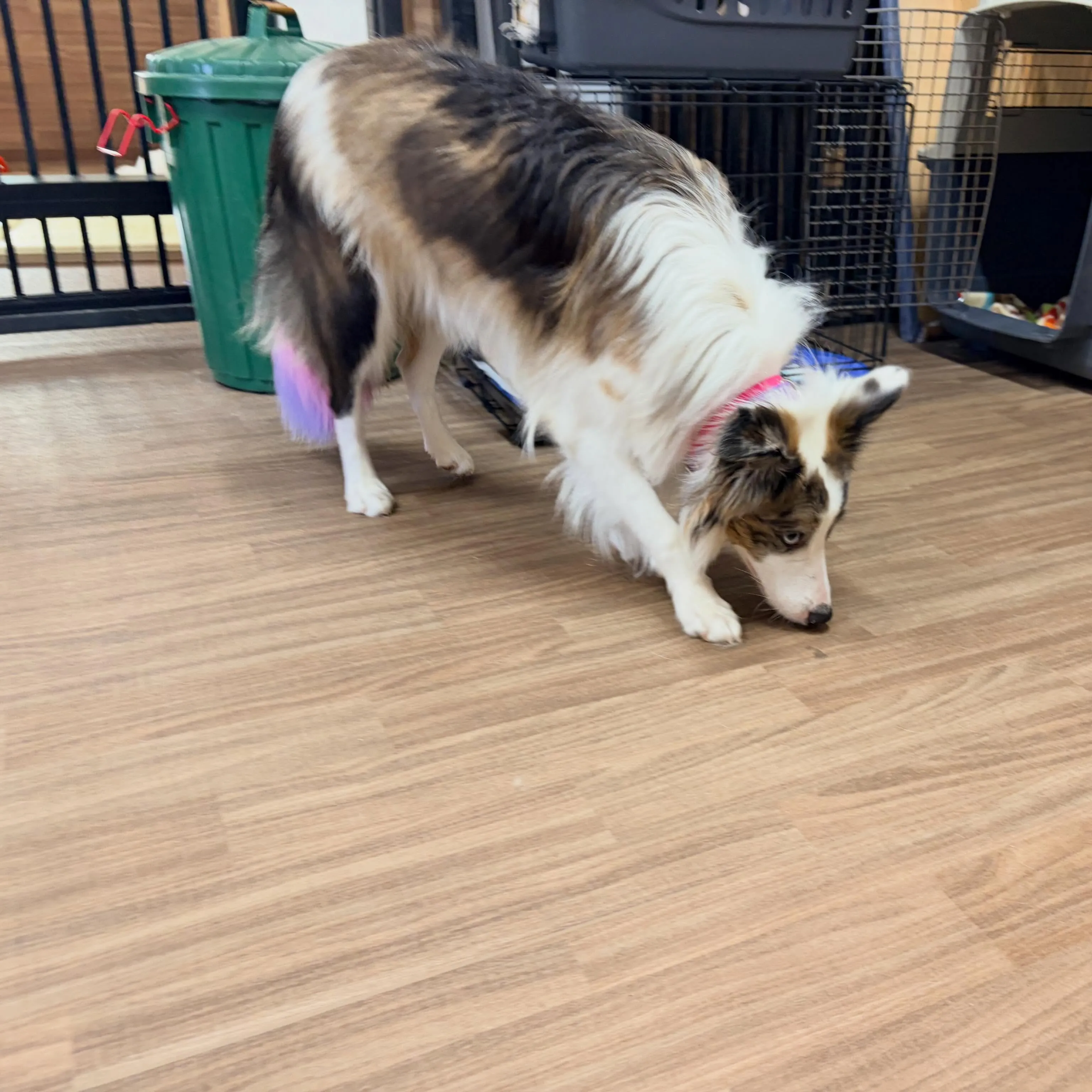 入会してくれたピケちゃんです🎶