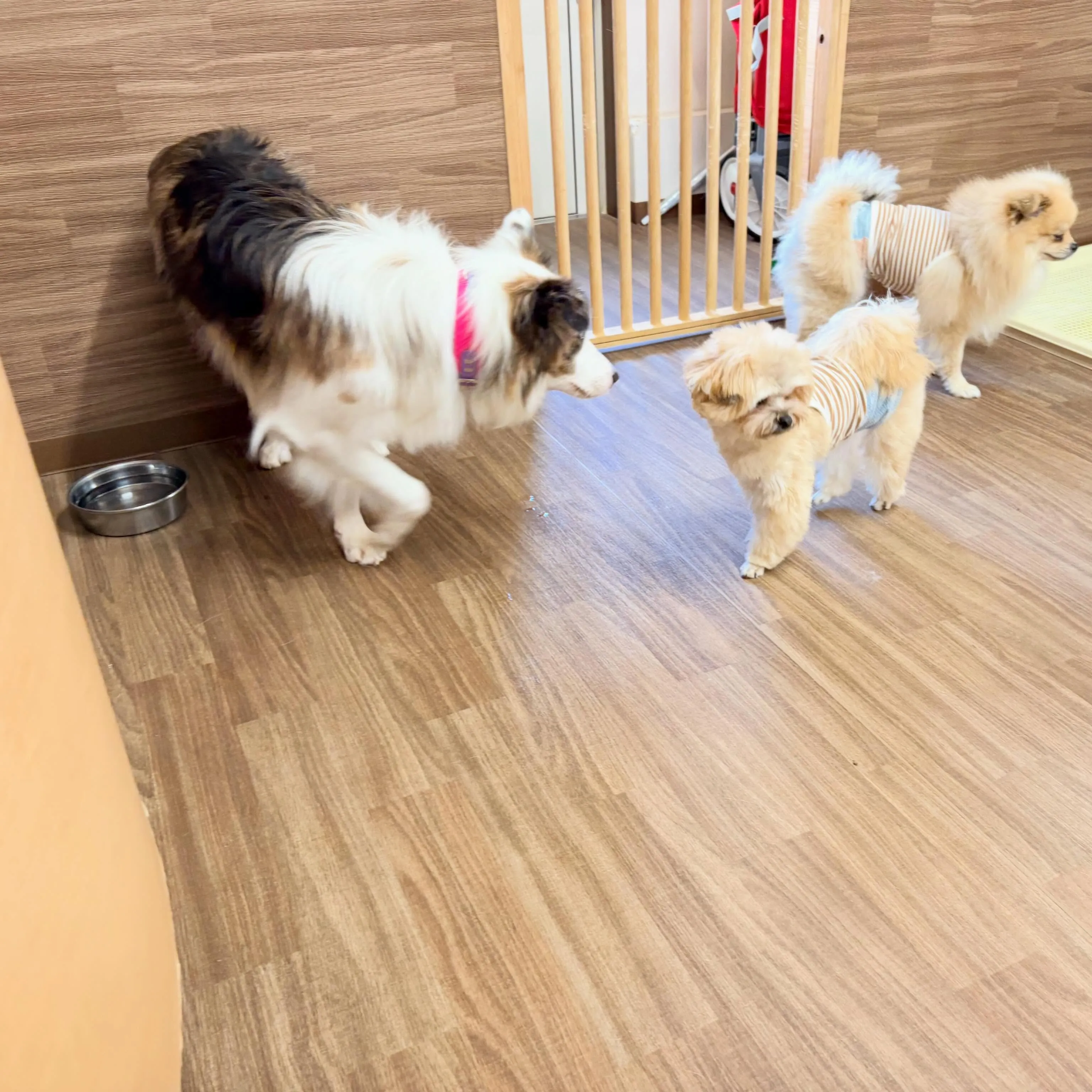 入会してくれたピケちゃんです🎶