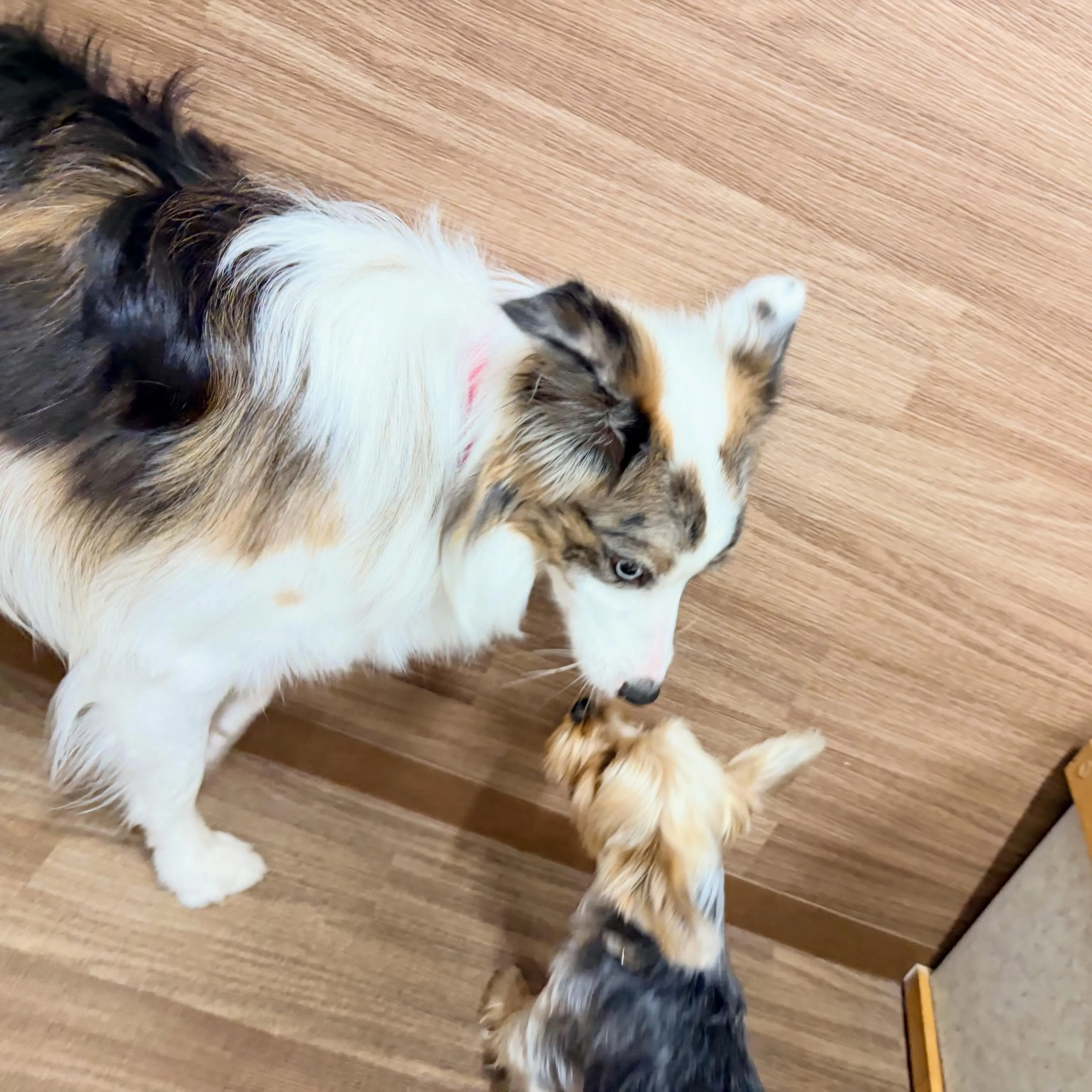 入会してくれたピケちゃんです🎶