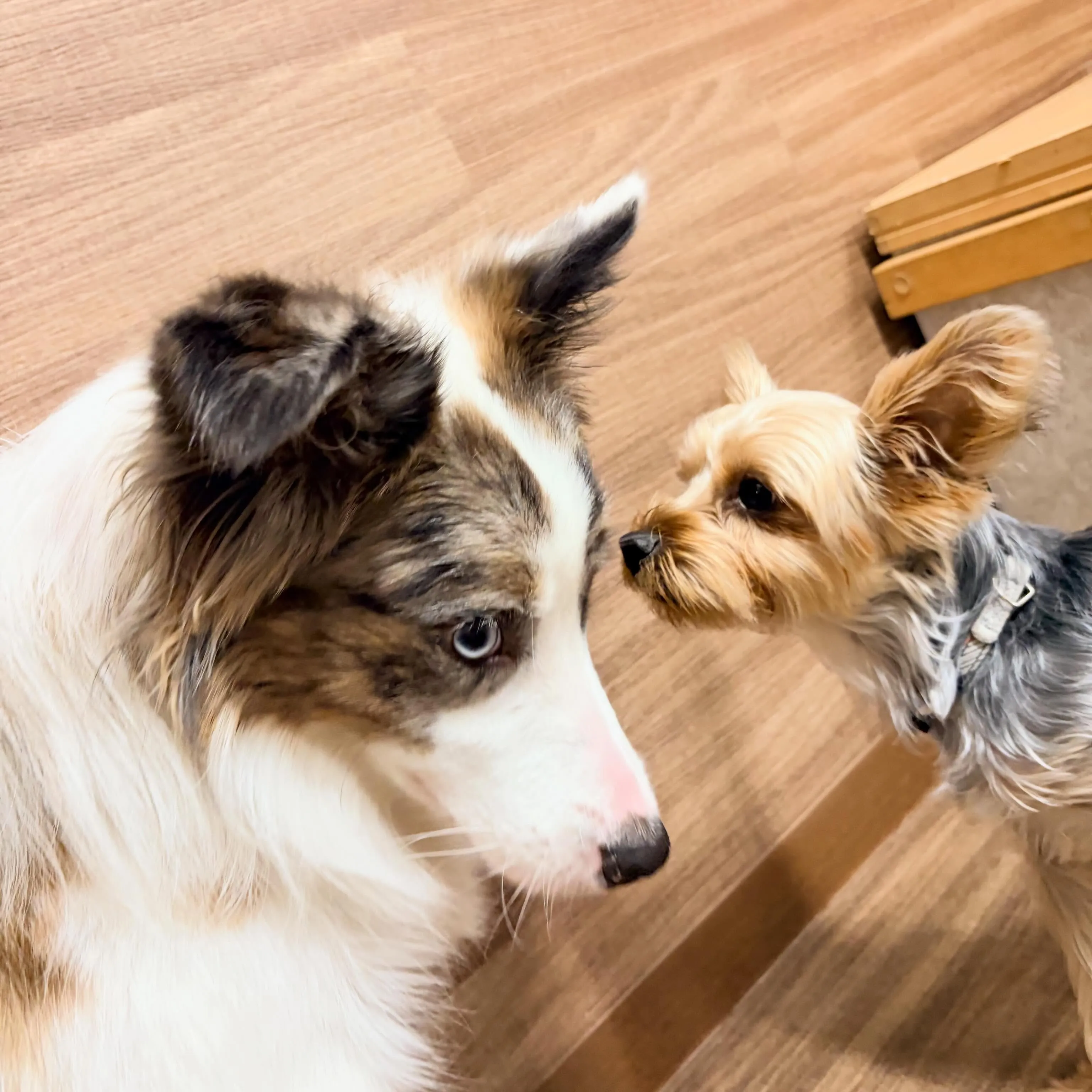 入会してくれたピケちゃんです🎶
