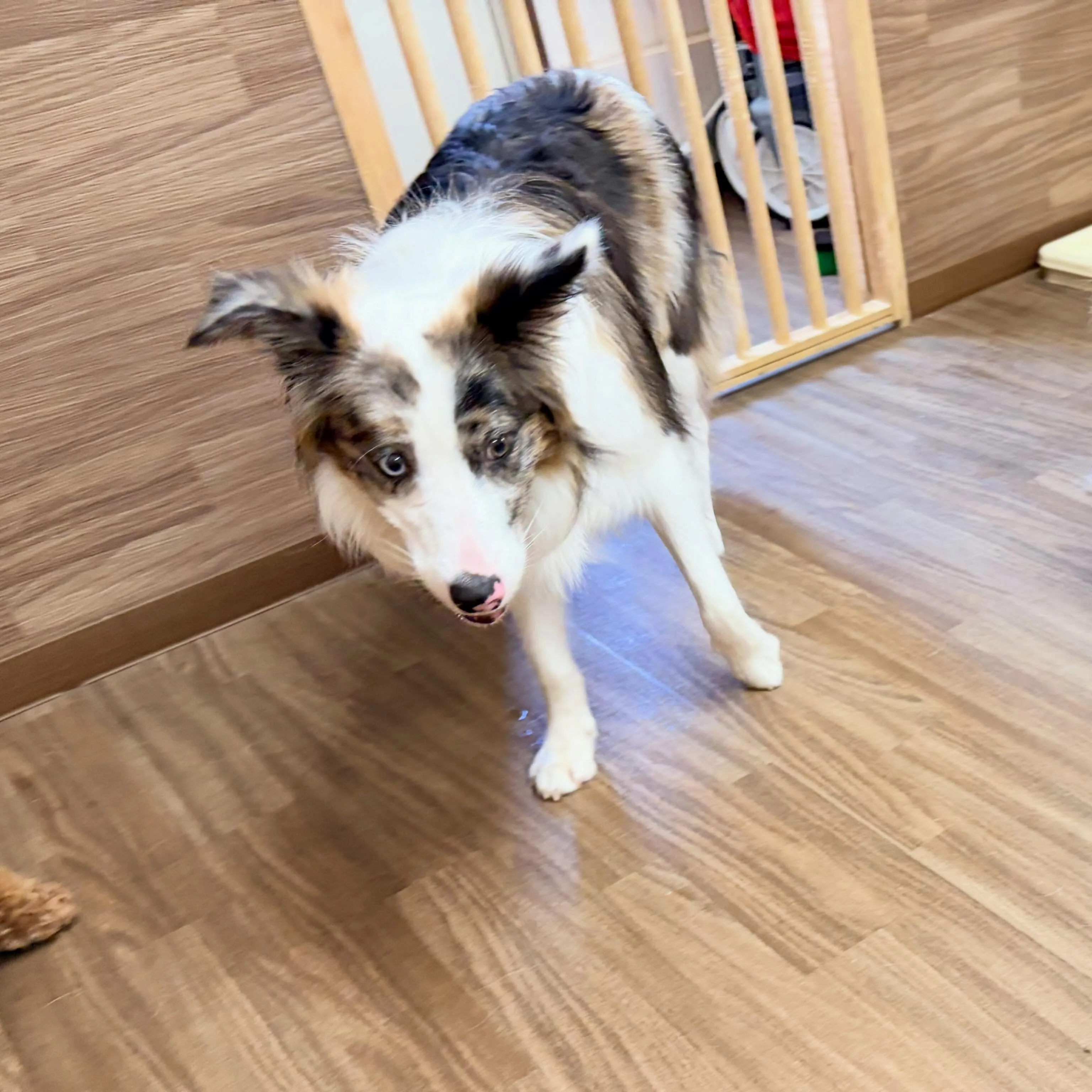 入会してくれたピケちゃんです🎶