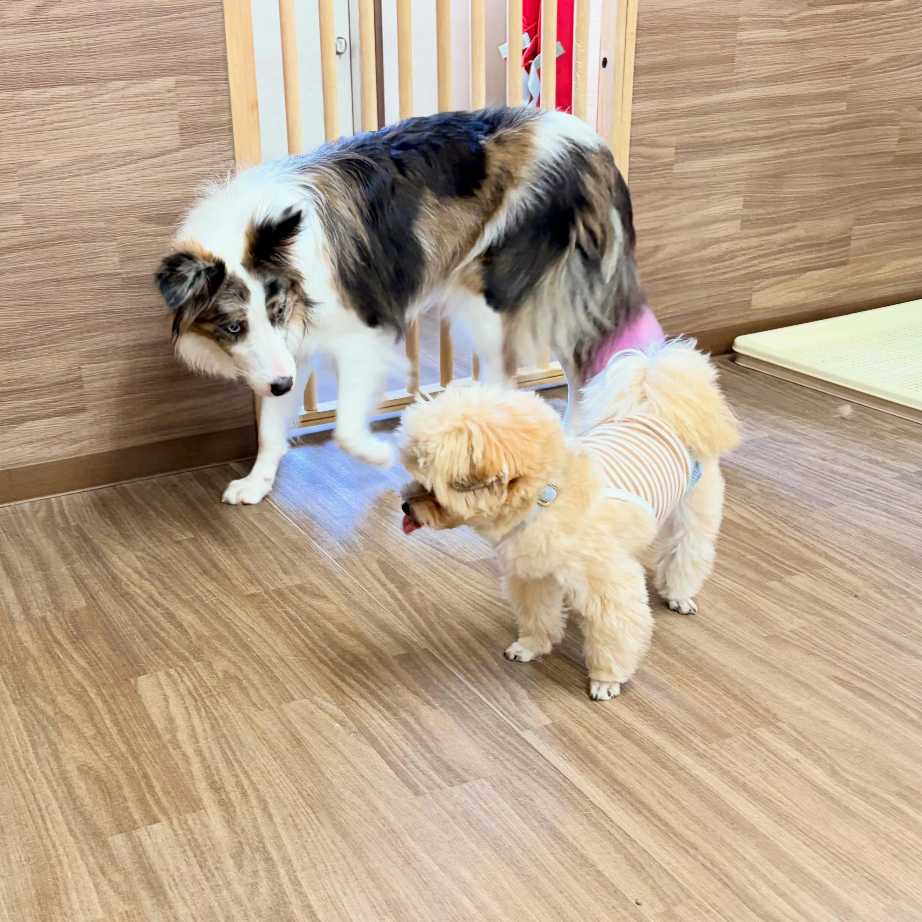 入会してくれたピケちゃんです🎶