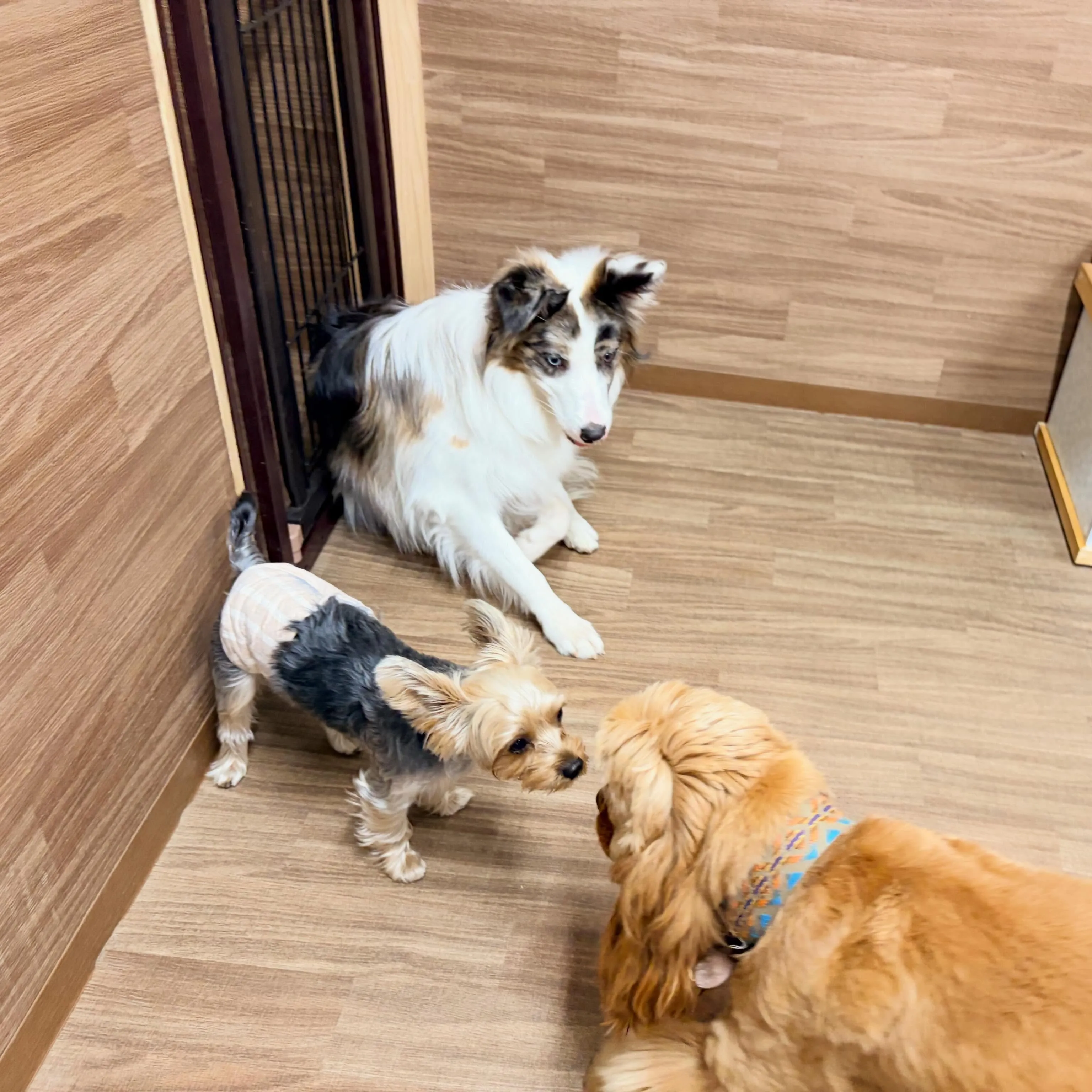 入会してくれたピケちゃんです🎶