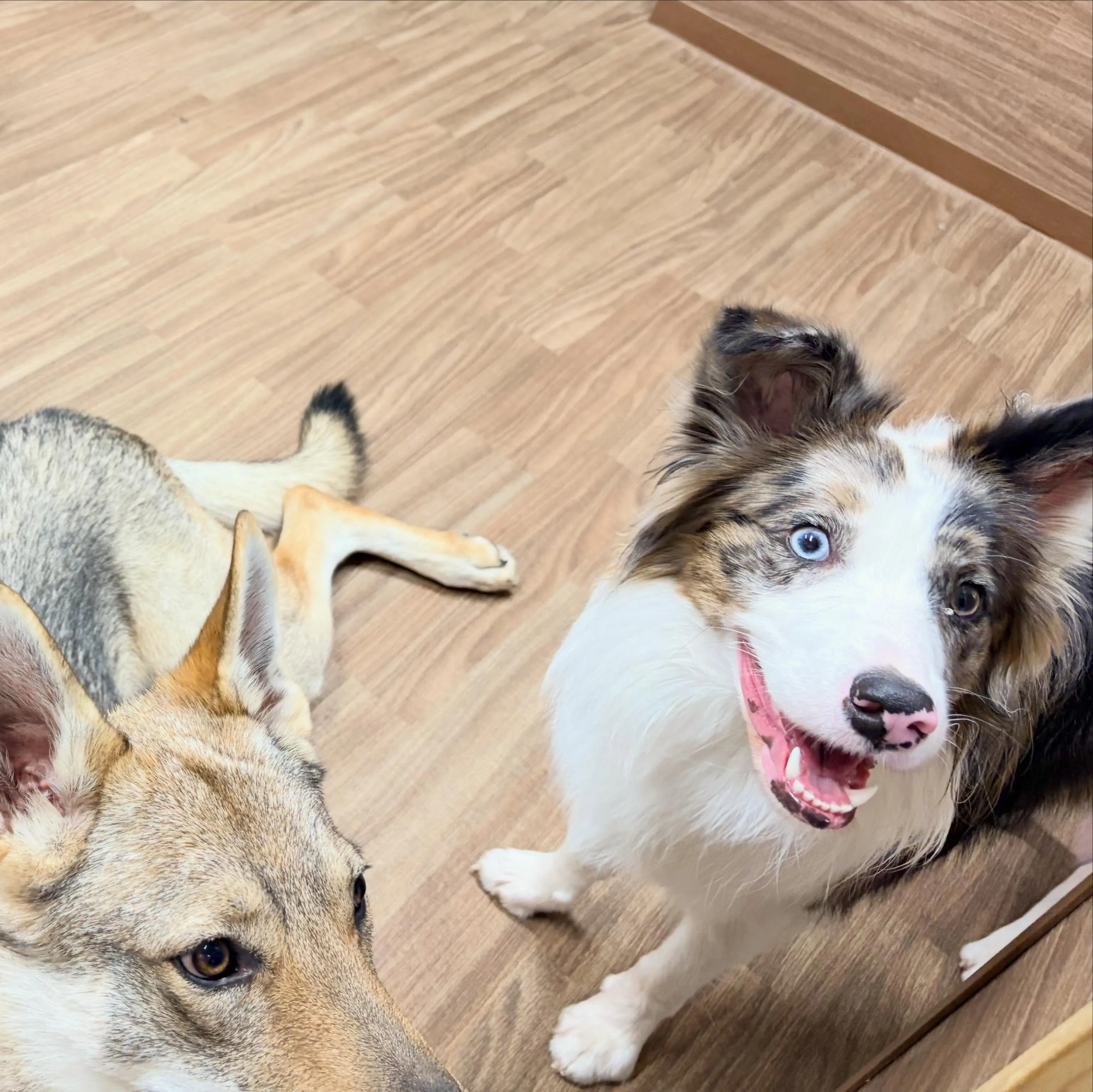 入会してくれたピケちゃんです🎶