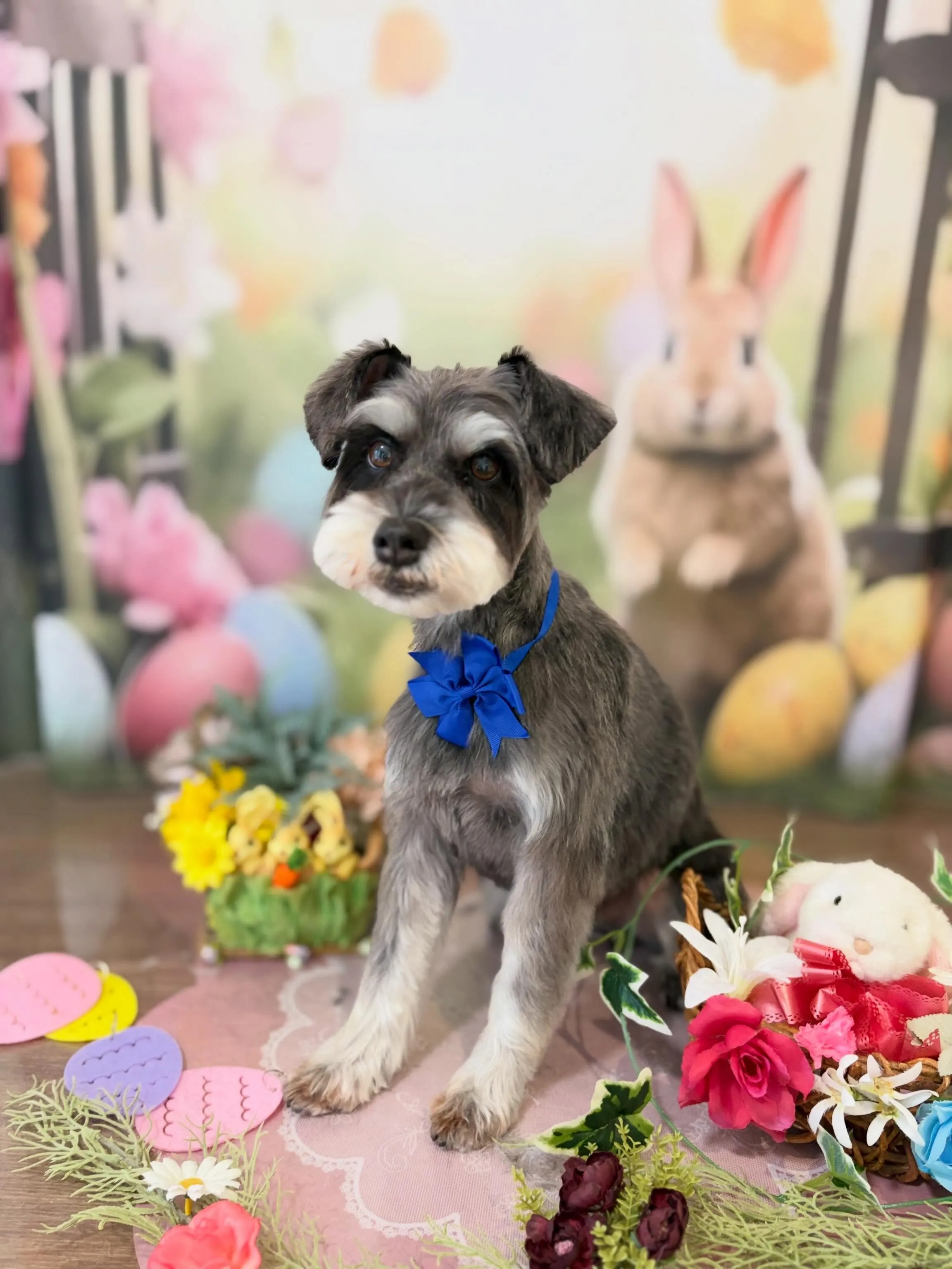 トリミングのセットメニューをご利用頂いたわんこたちです🎶