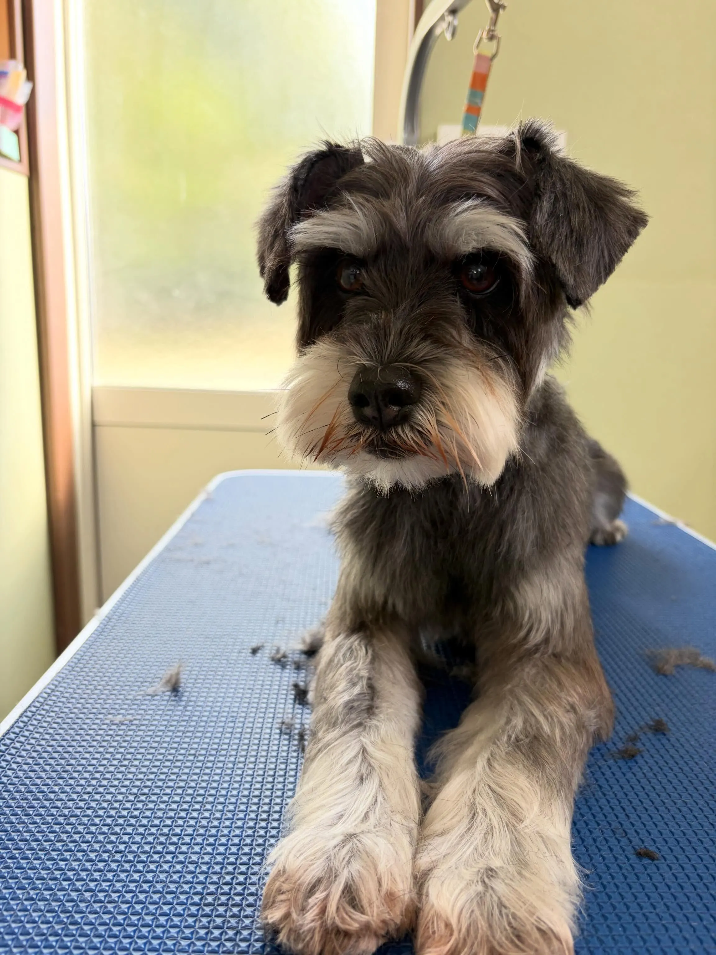 トリミングのセットメニューをご利用頂いたわんこたちです🎶