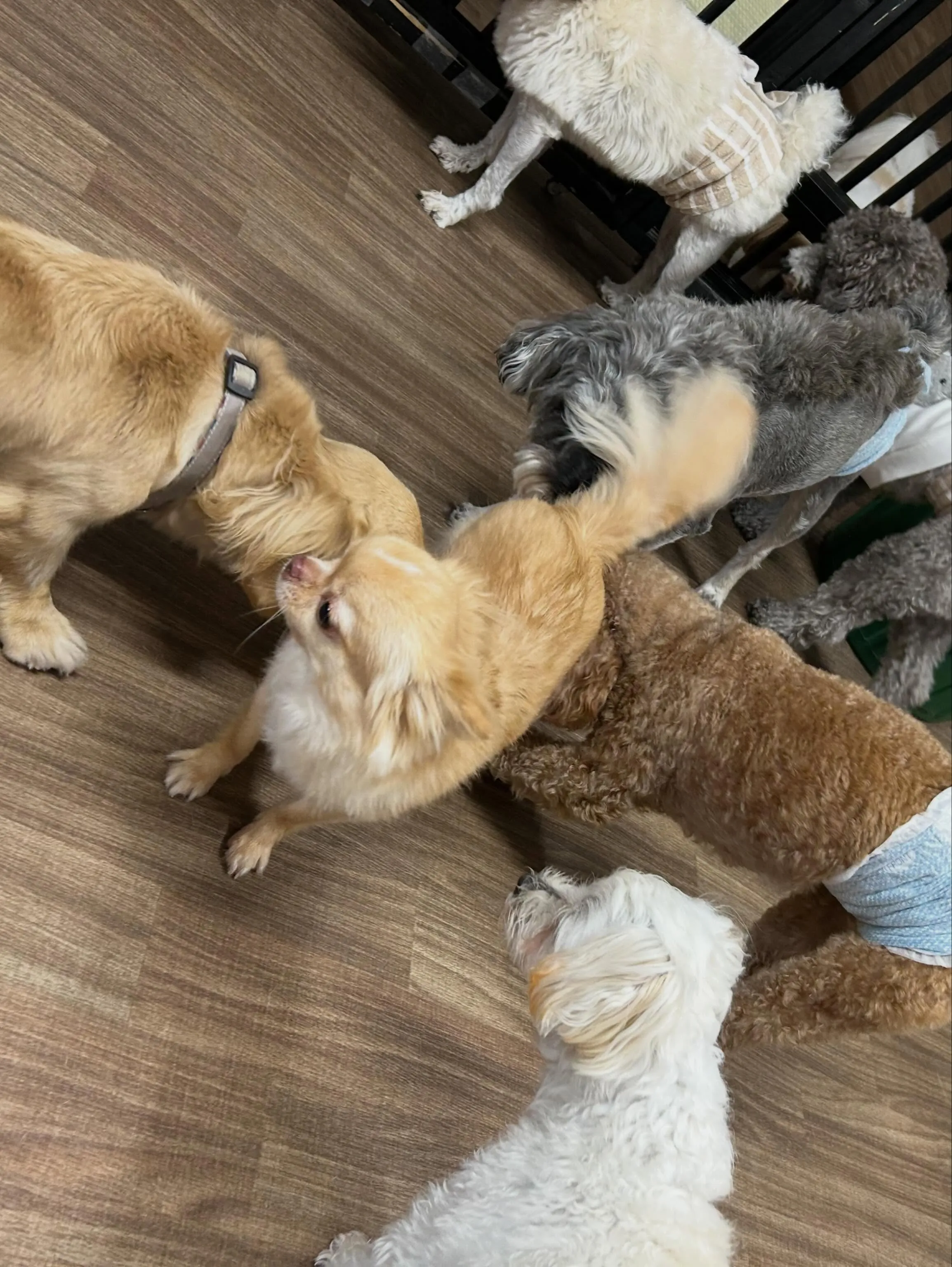 トリミングのセットメニューをご利用頂いたわんこたちです🎶