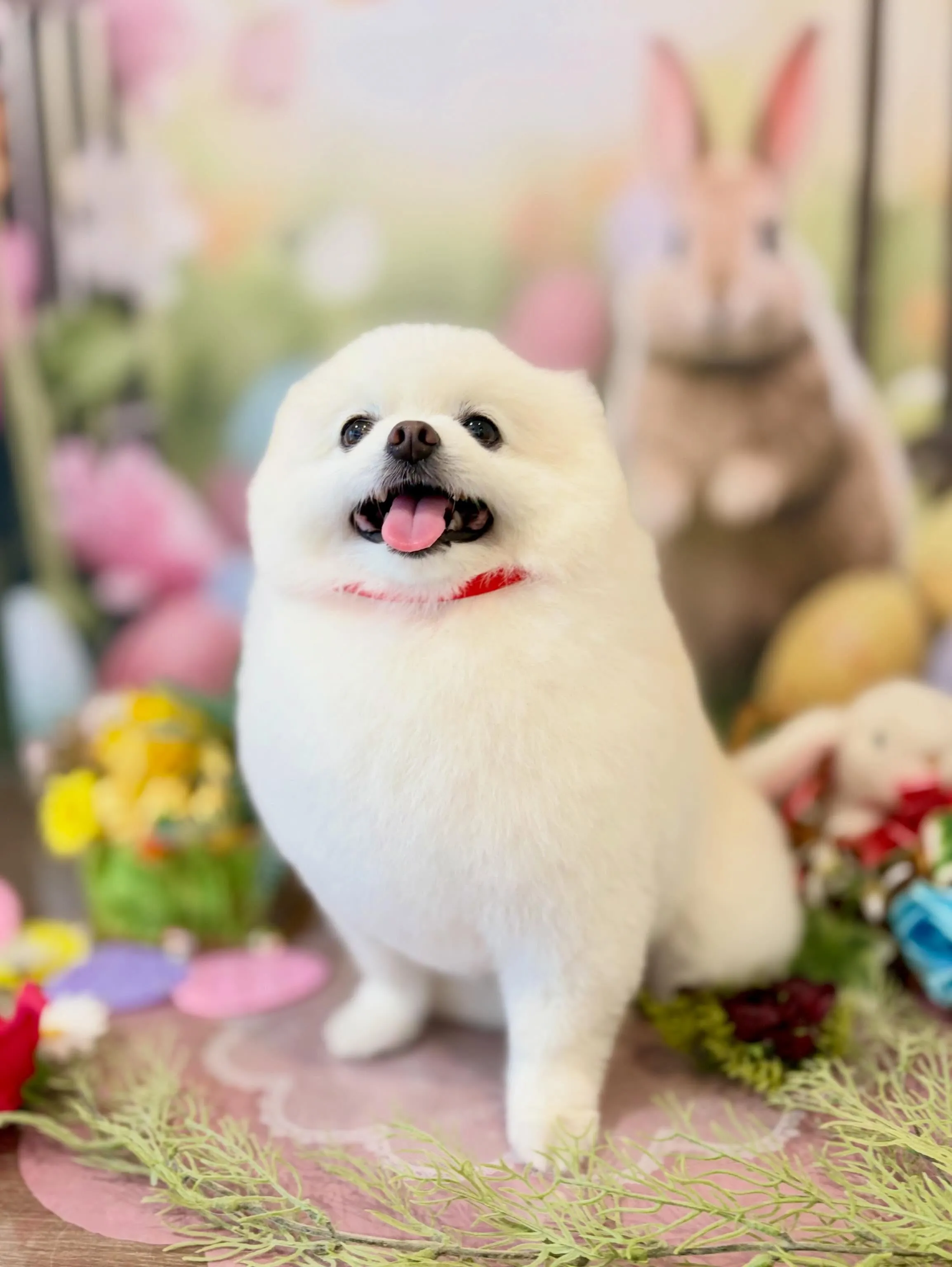 トリミングのセットメニューをご利用頂いたわんこたちです🎶