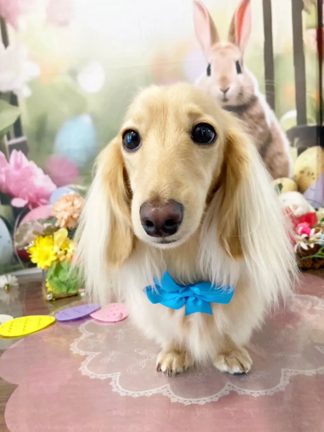 トリミングのセットメニューをご利用頂いたわんこたちです🎶