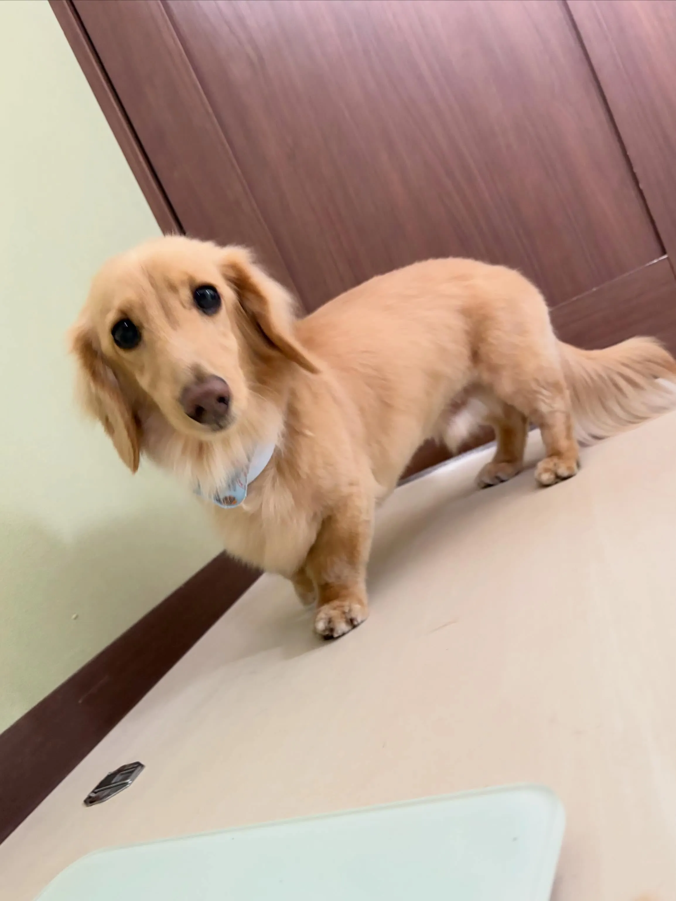 トリミングのセットメニューをご利用頂いたわんこたちです🎶