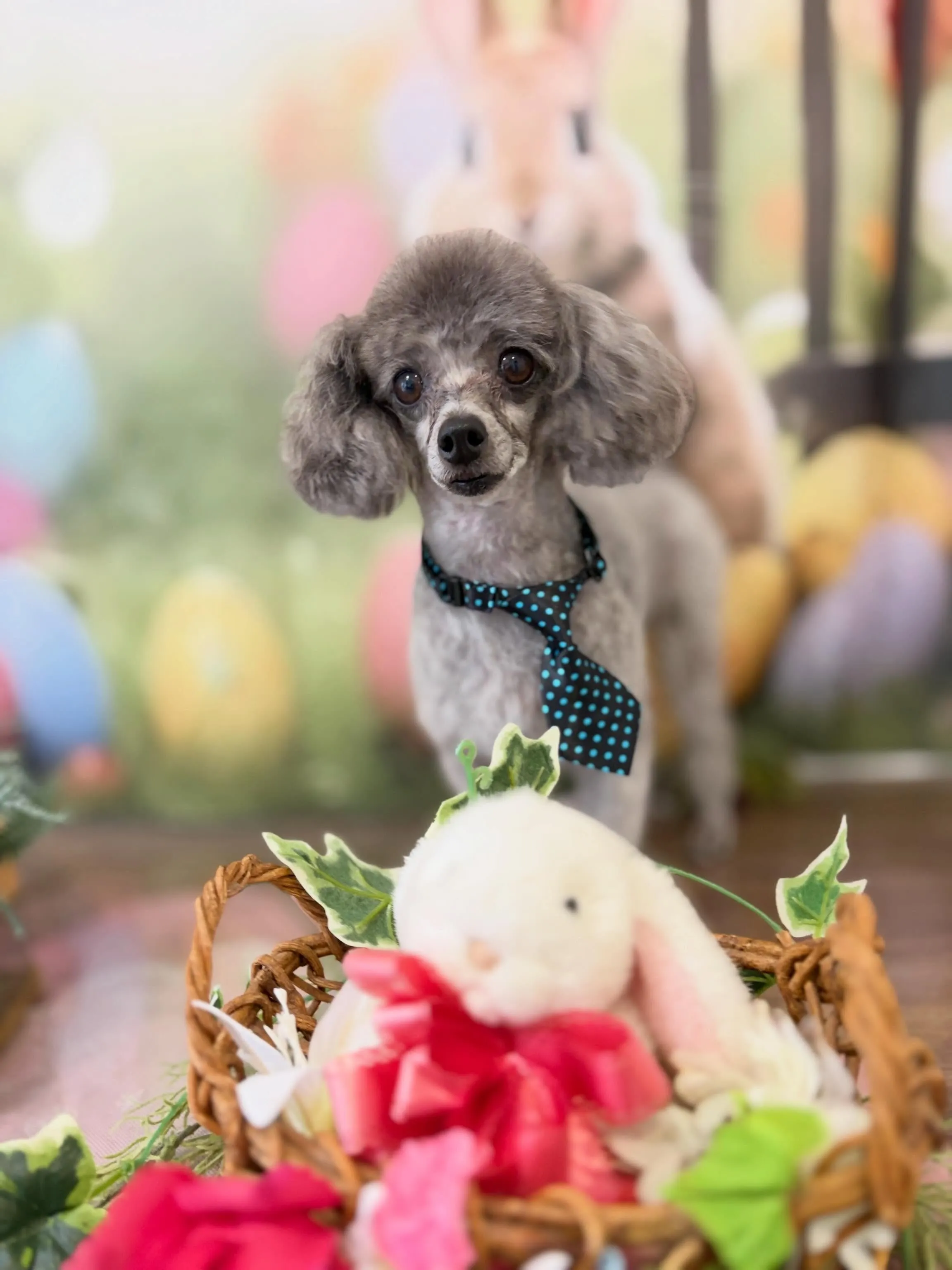 トリミングのセットメニューをご利用頂いたわんこたちです🎶