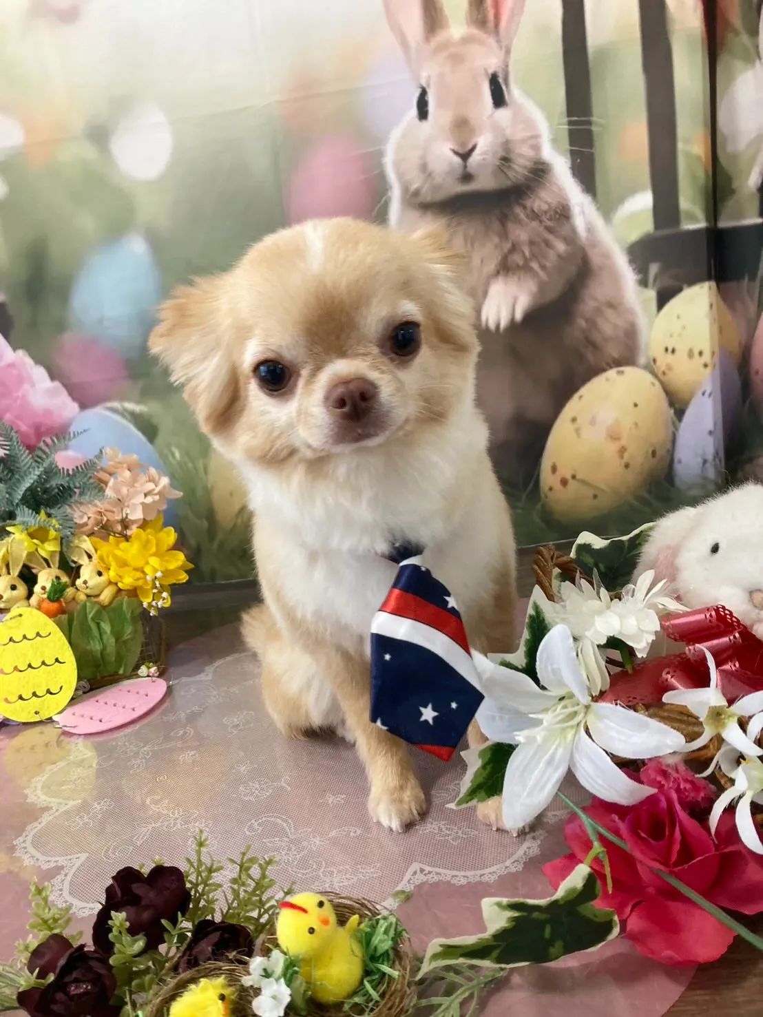 トリミングのセットメニューをご利用頂いたわんこたちです🎶