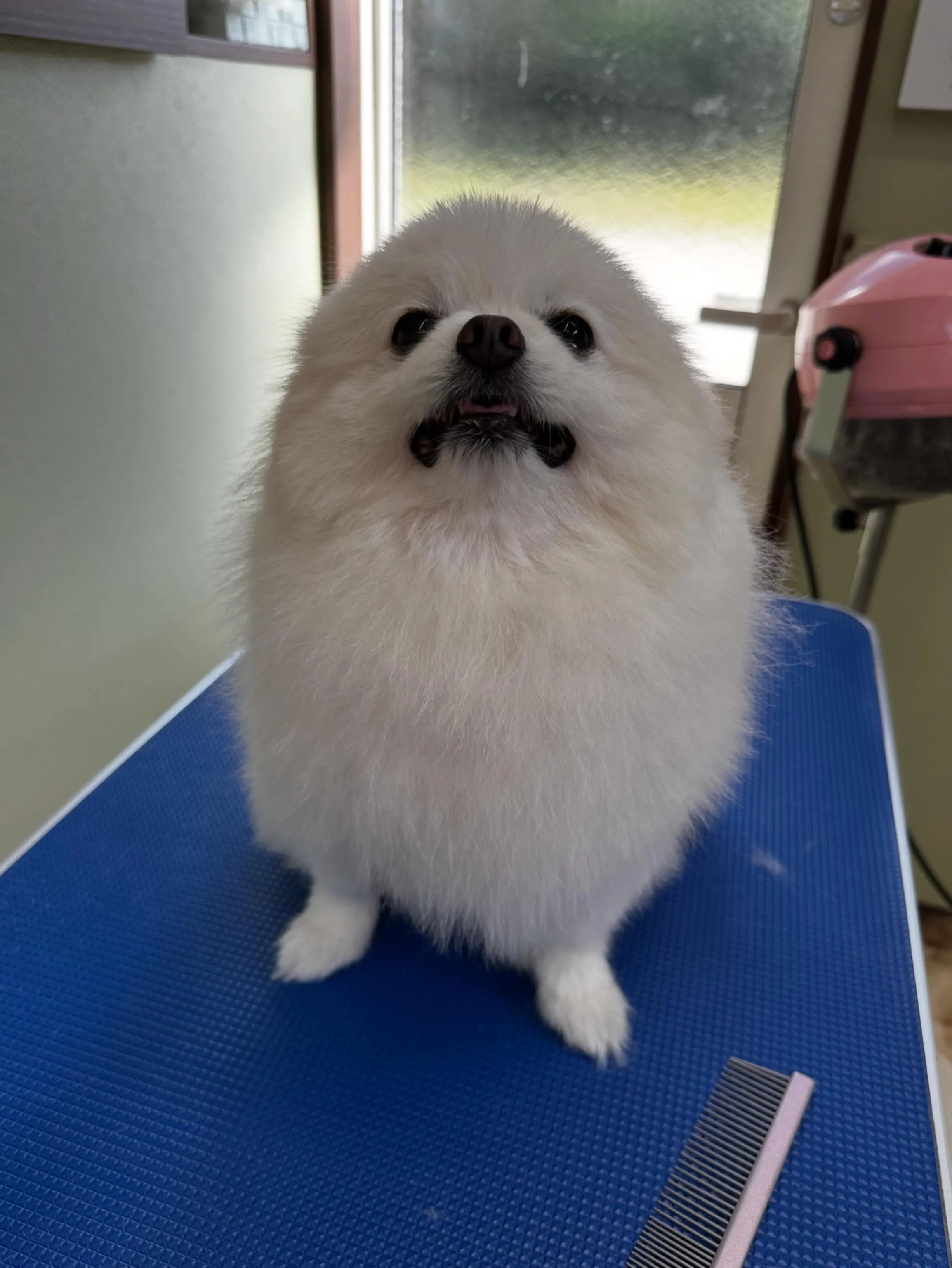 トリミングのセットメニューをご利用頂いたわんこたちです🎶