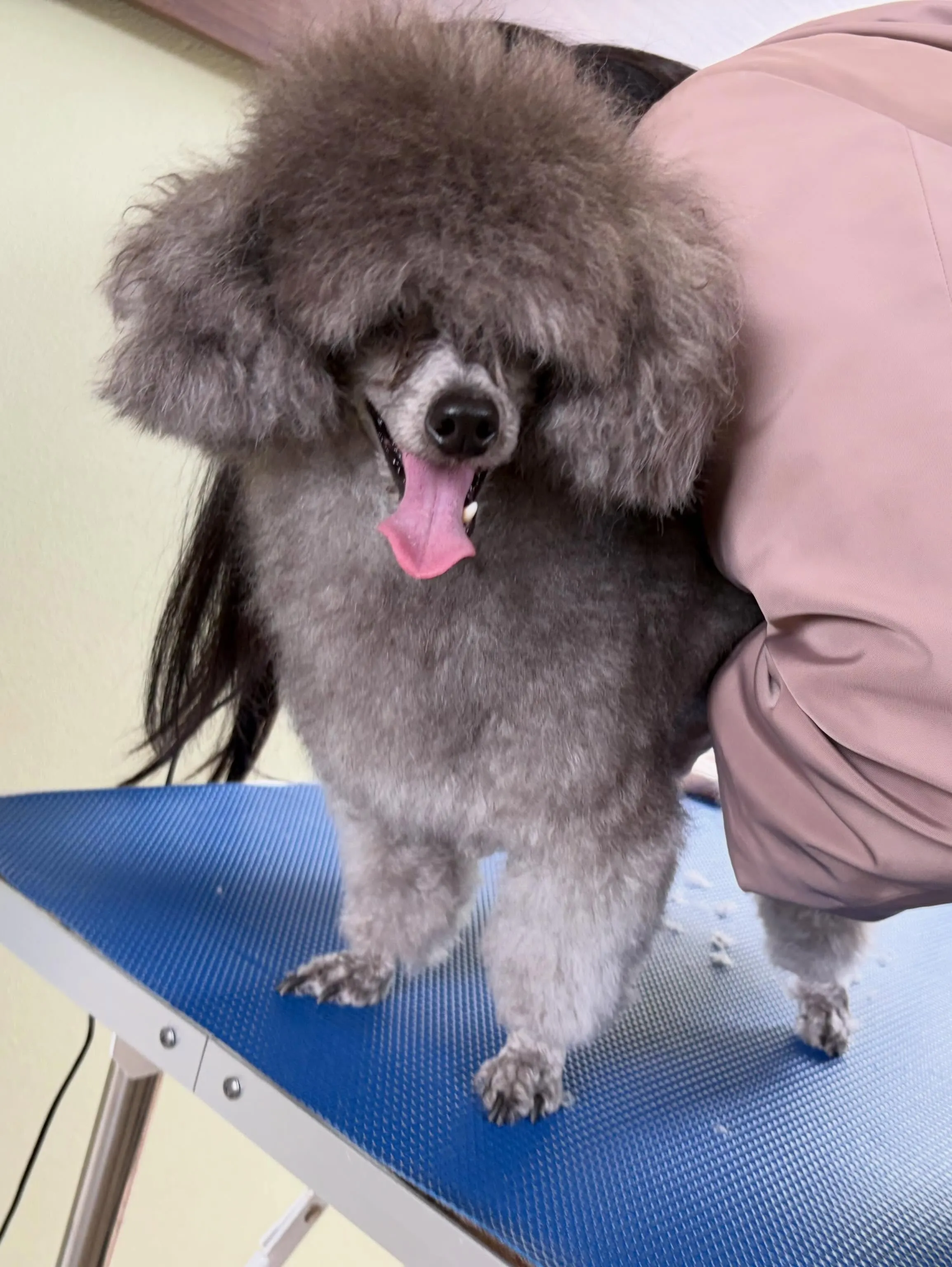 トリミングのセットメニューをご利用頂いたわんこたちです🎶