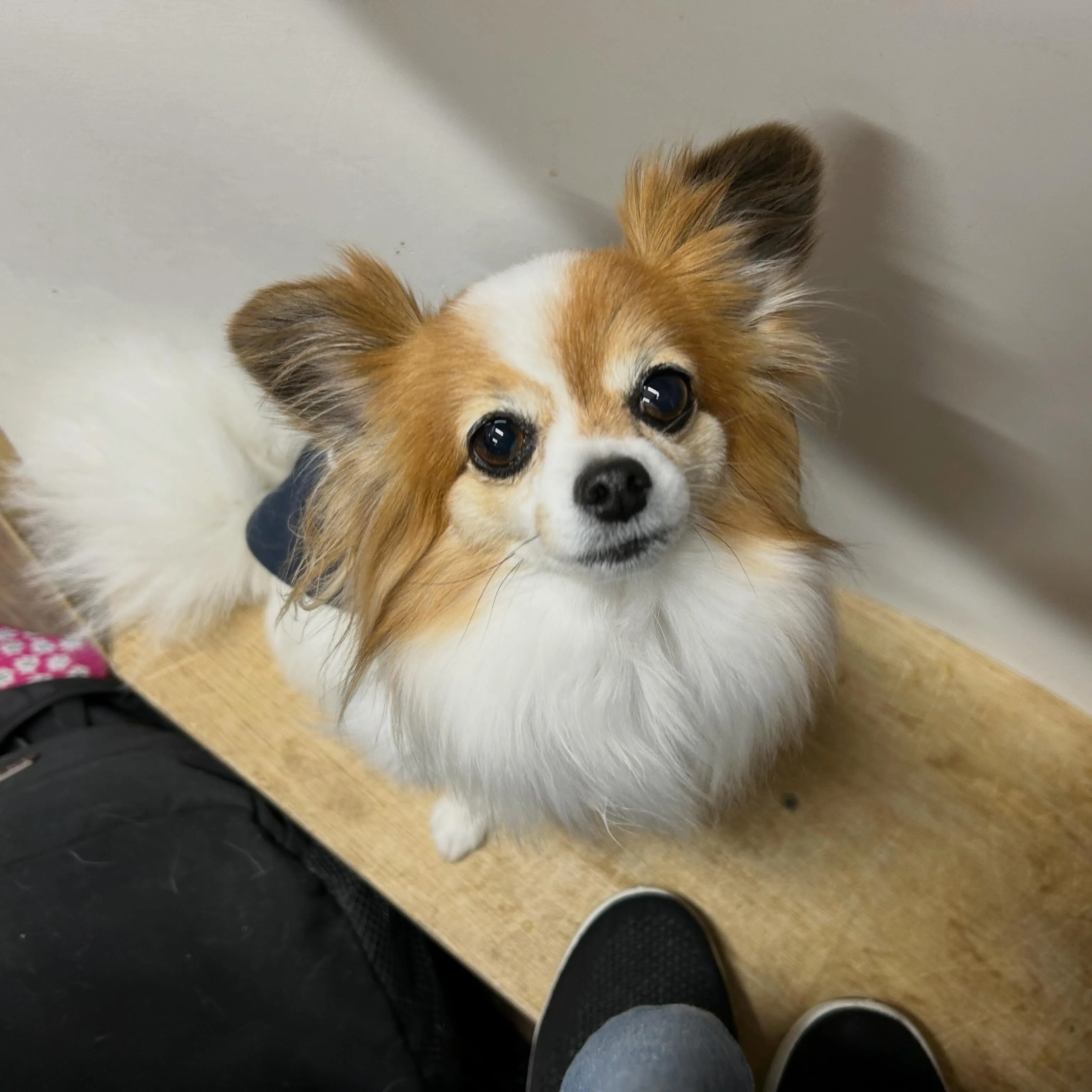 入会してくれたモルちゃんです❣️