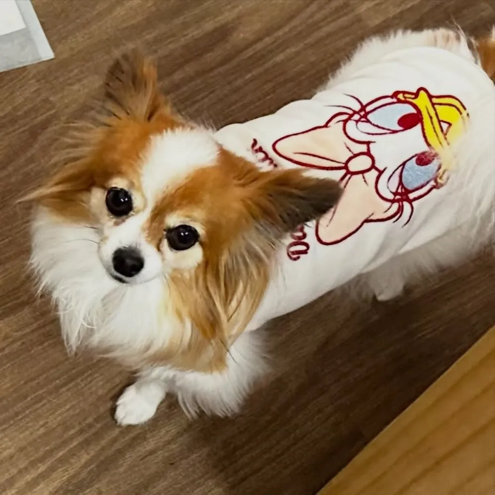 入会してくれたモルちゃんです❣️