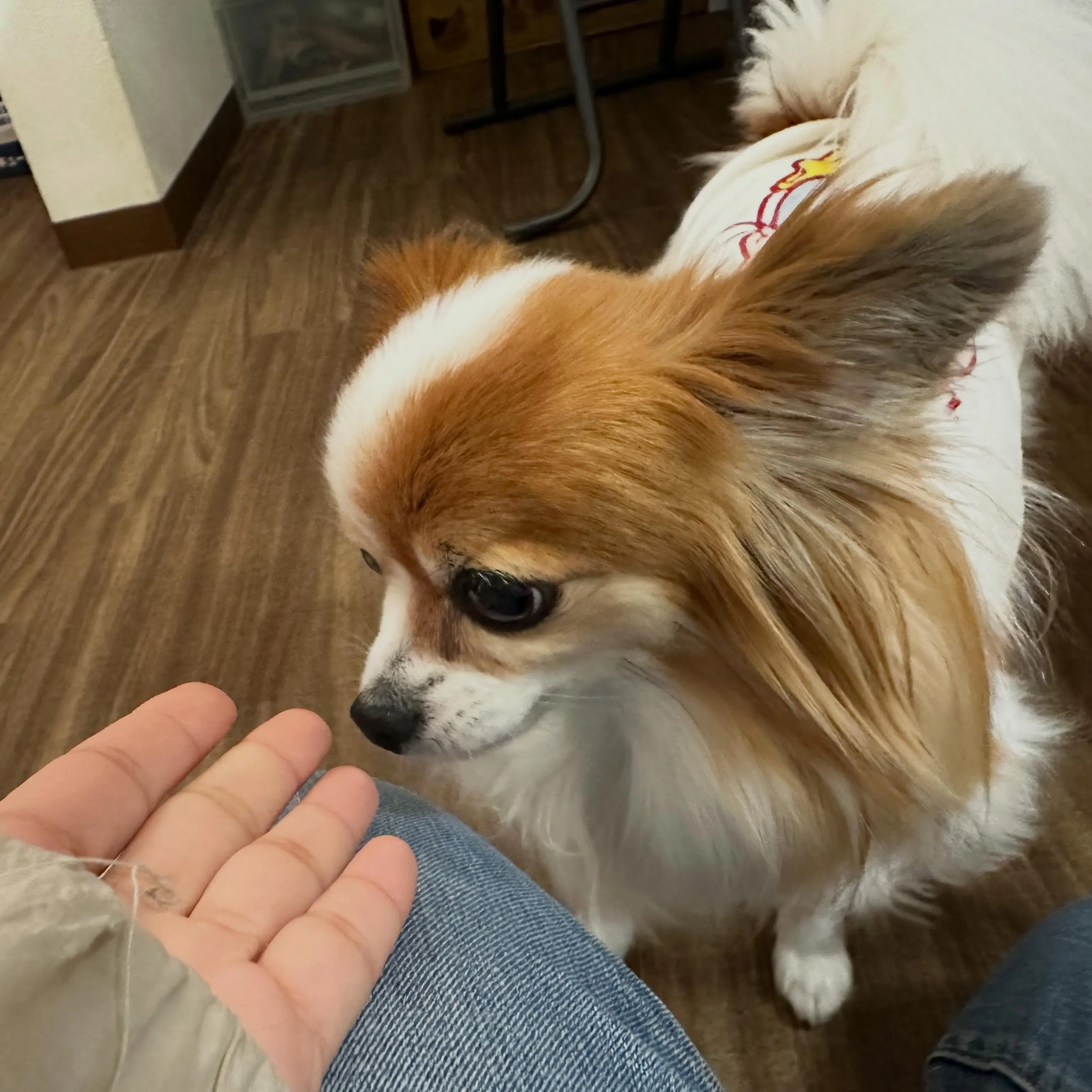 入会してくれたモルちゃんです❣️