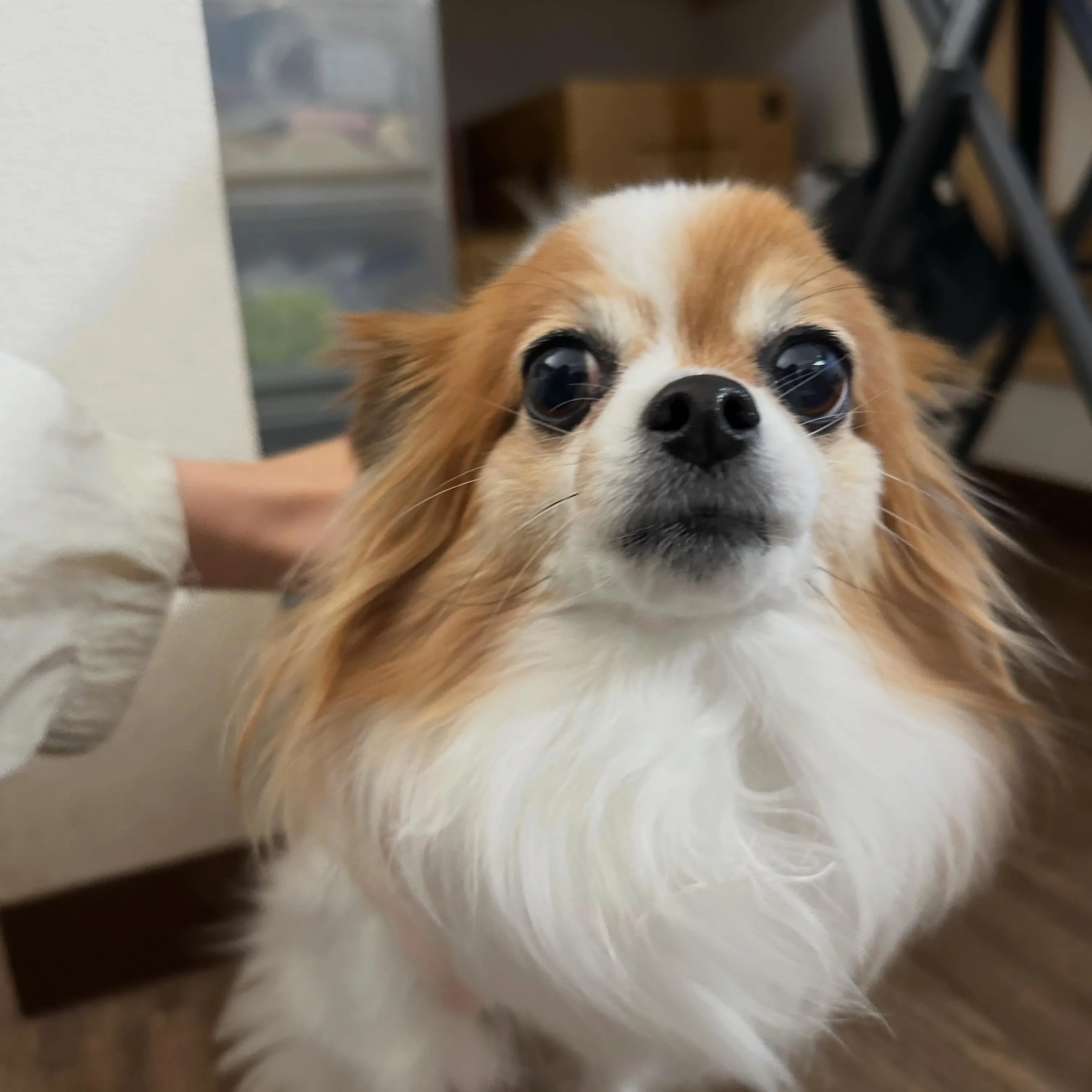 入会してくれたモルちゃんです❣️