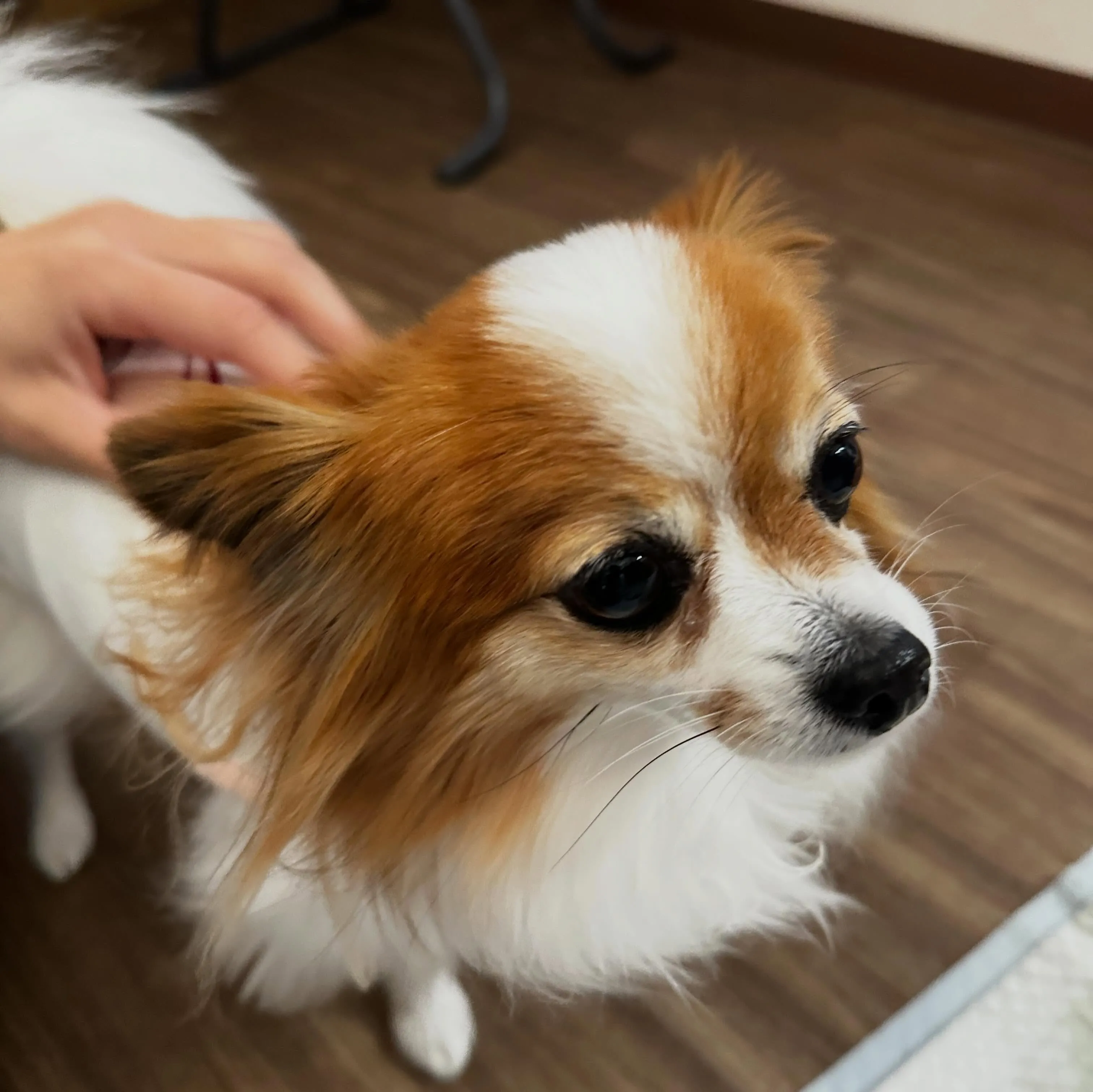 入会してくれたモルちゃんです❣️