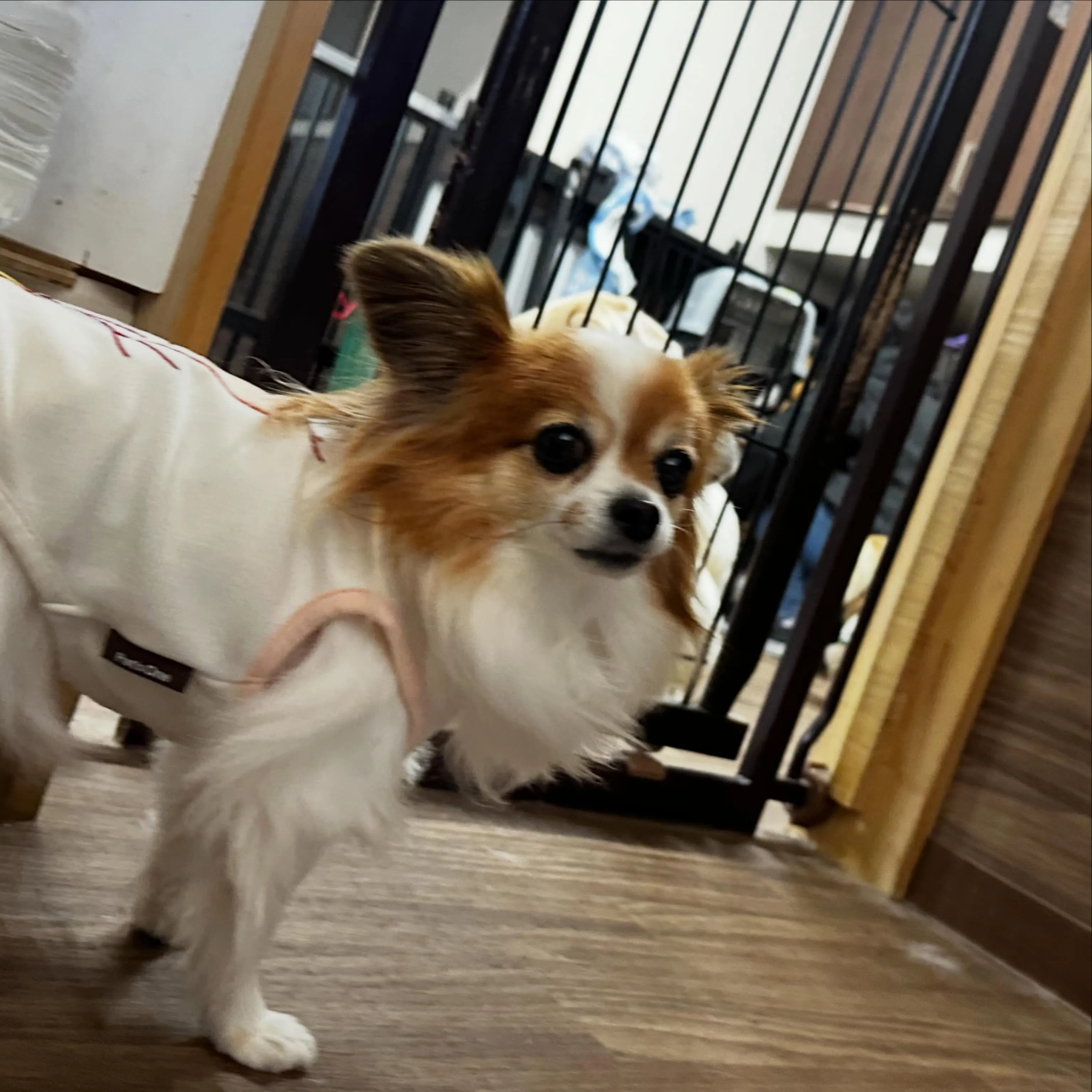 入会してくれたモルちゃんです❣️