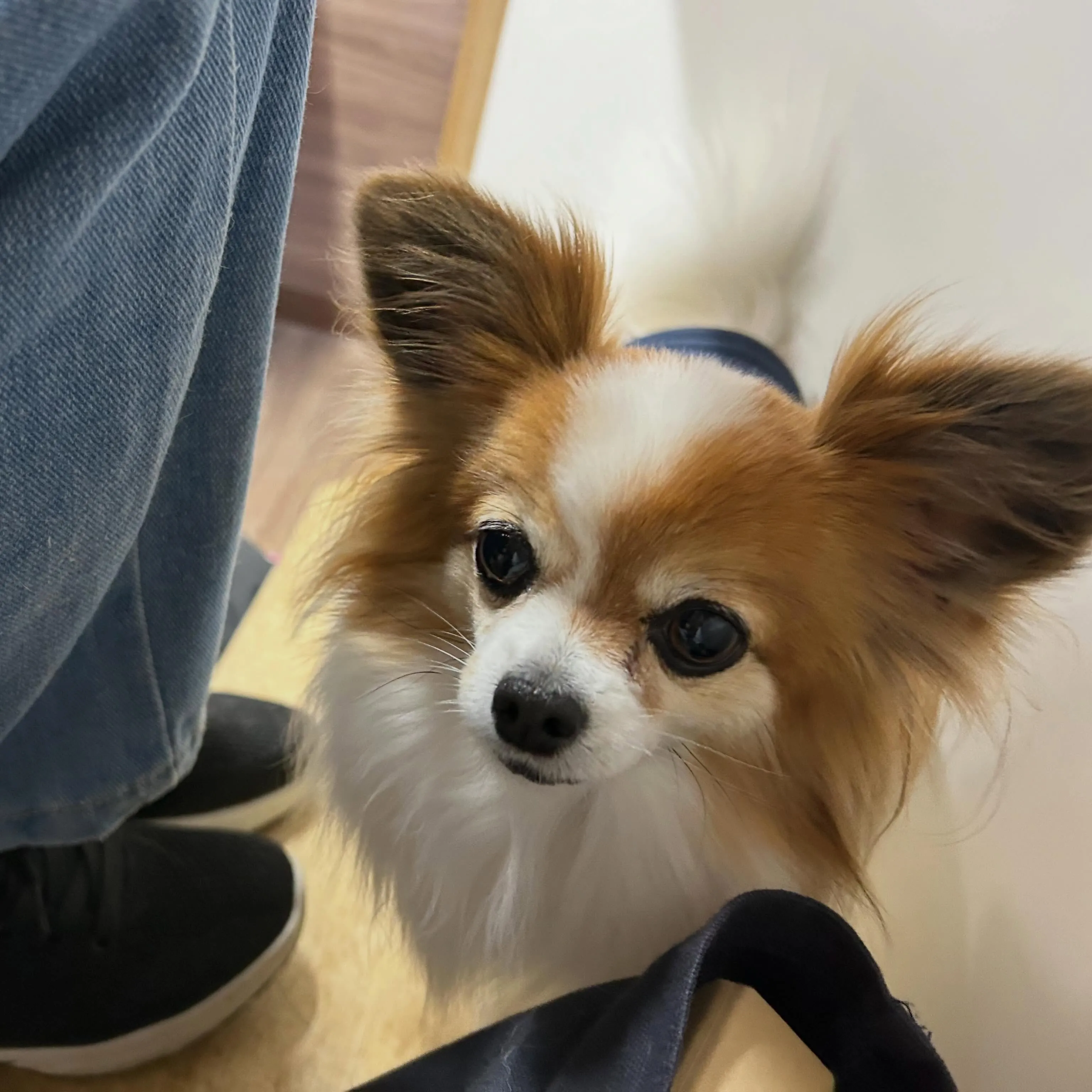 入会してくれたモルちゃんです❣️