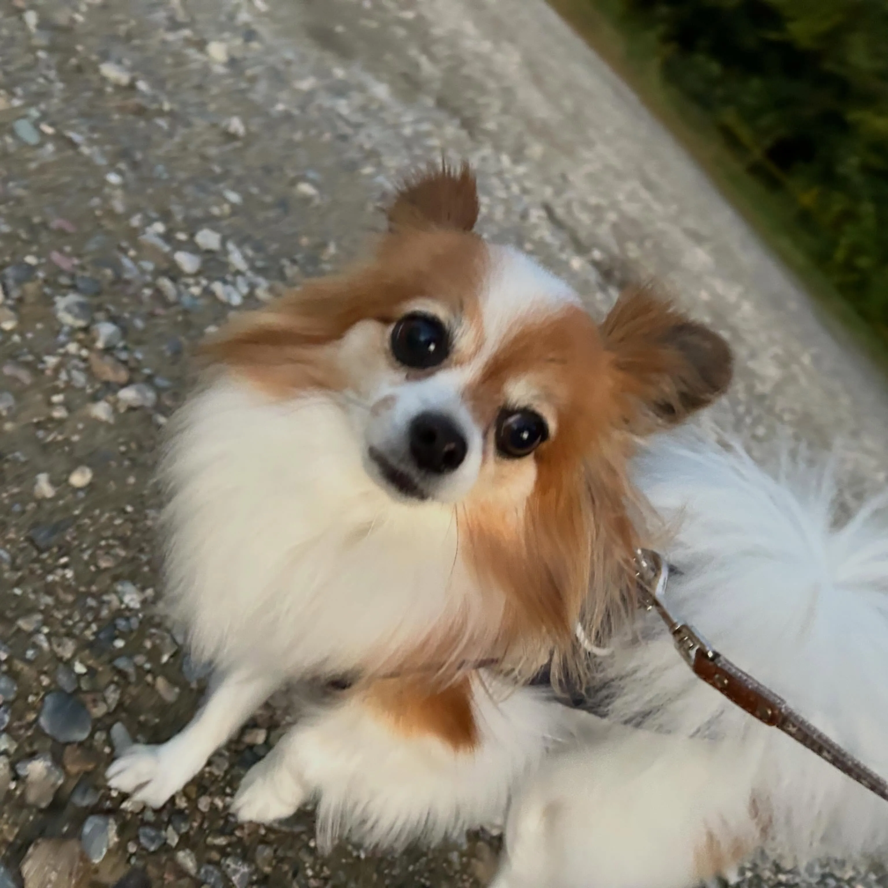 入会してくれたモルちゃんです❣️