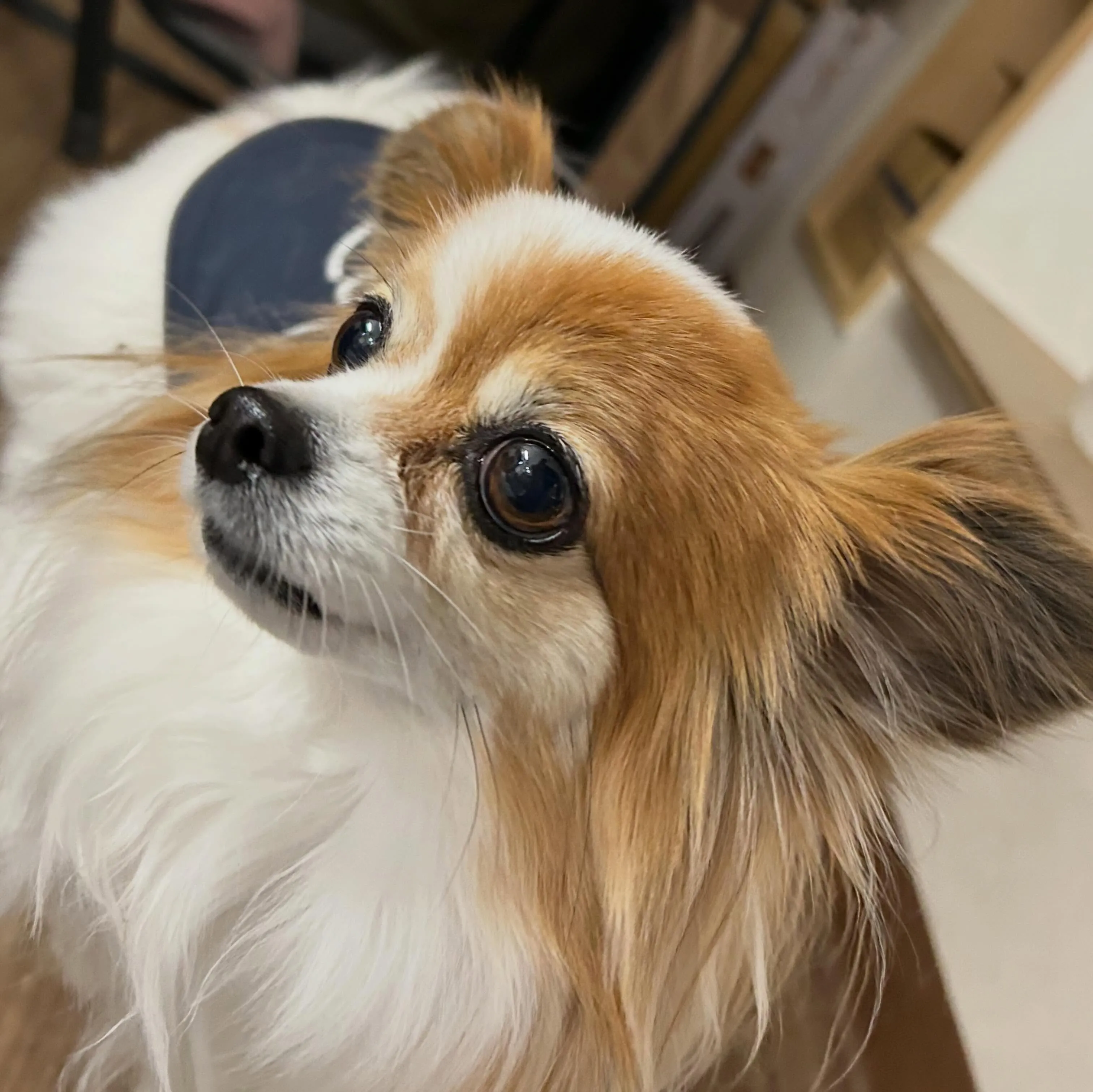 入会してくれたモルちゃんです❣️