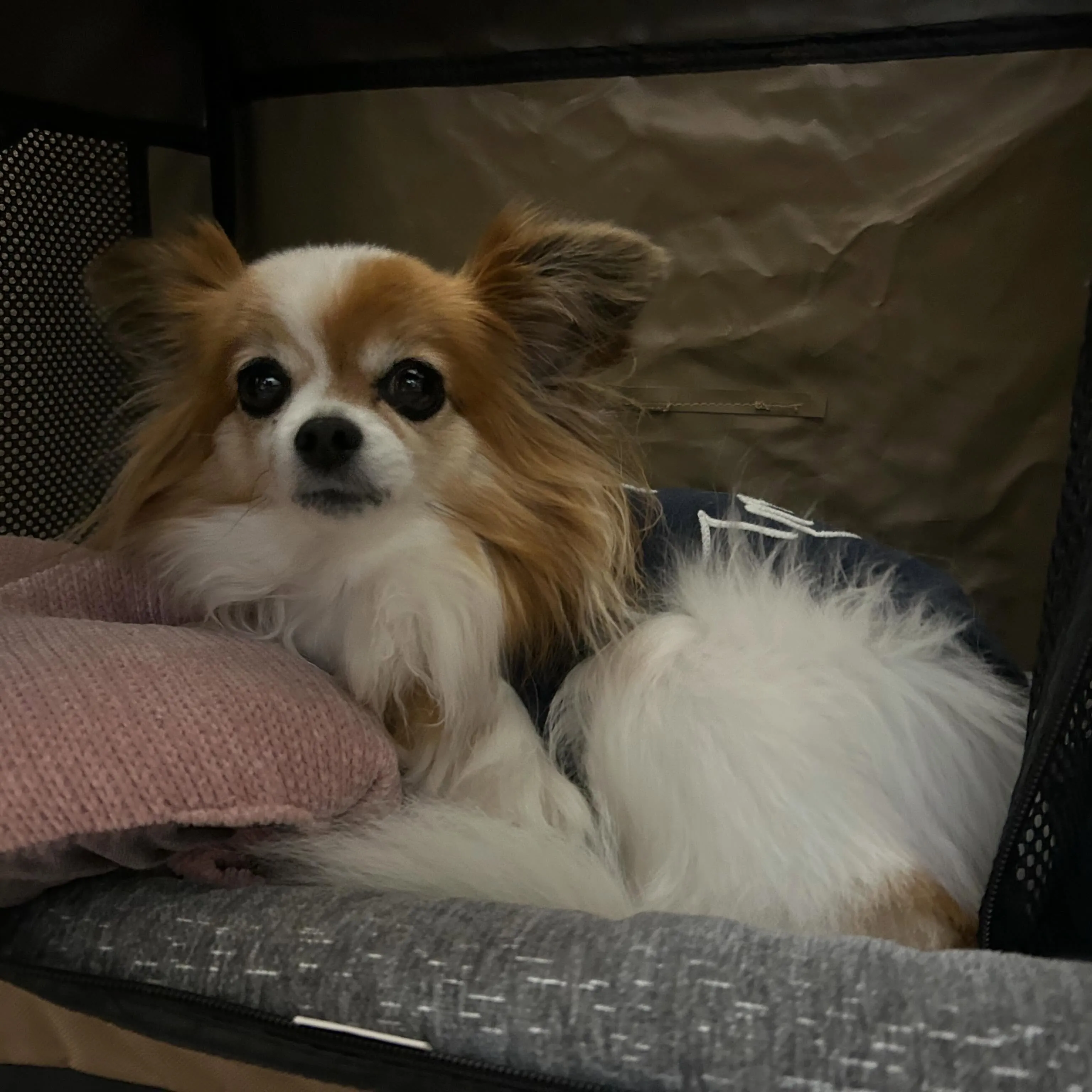 入会してくれたモルちゃんです❣️