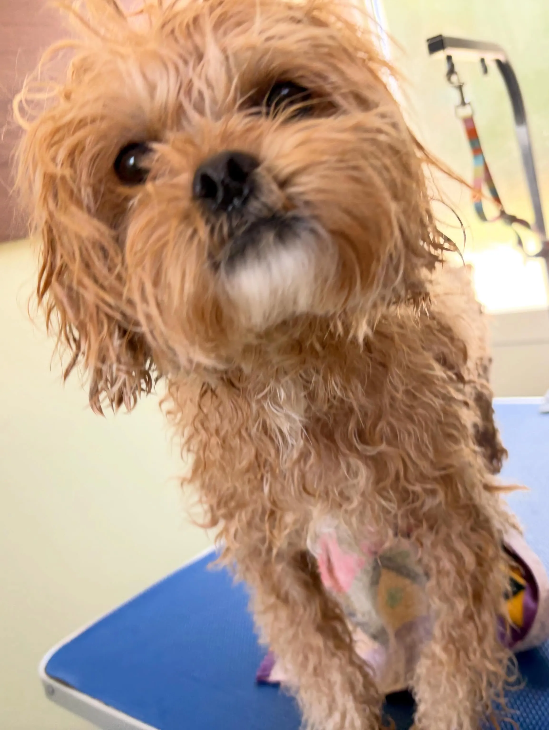 トリミングのセットメニューをご利用頂いたわんこさんです🎶