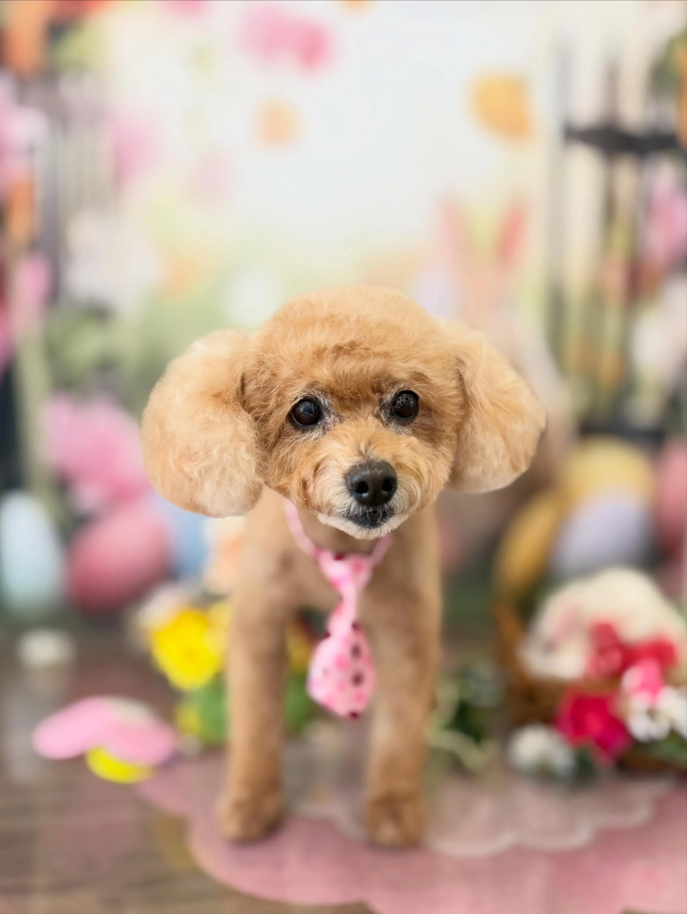 トリミングのセットメニューをご利用頂いたわんこさんです🎶