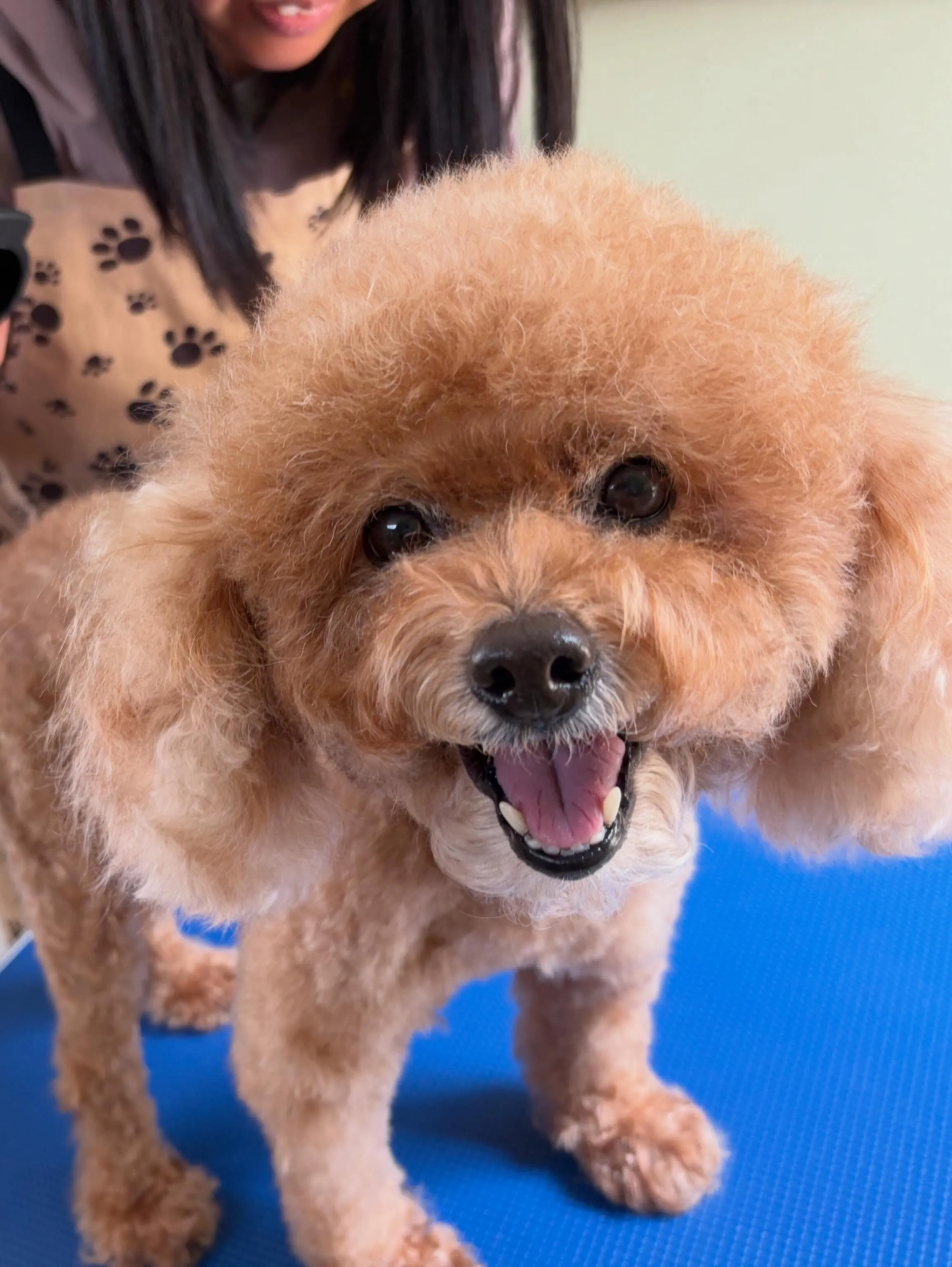トリミングのセットメニューをご利用頂いたわんこさんです🎶