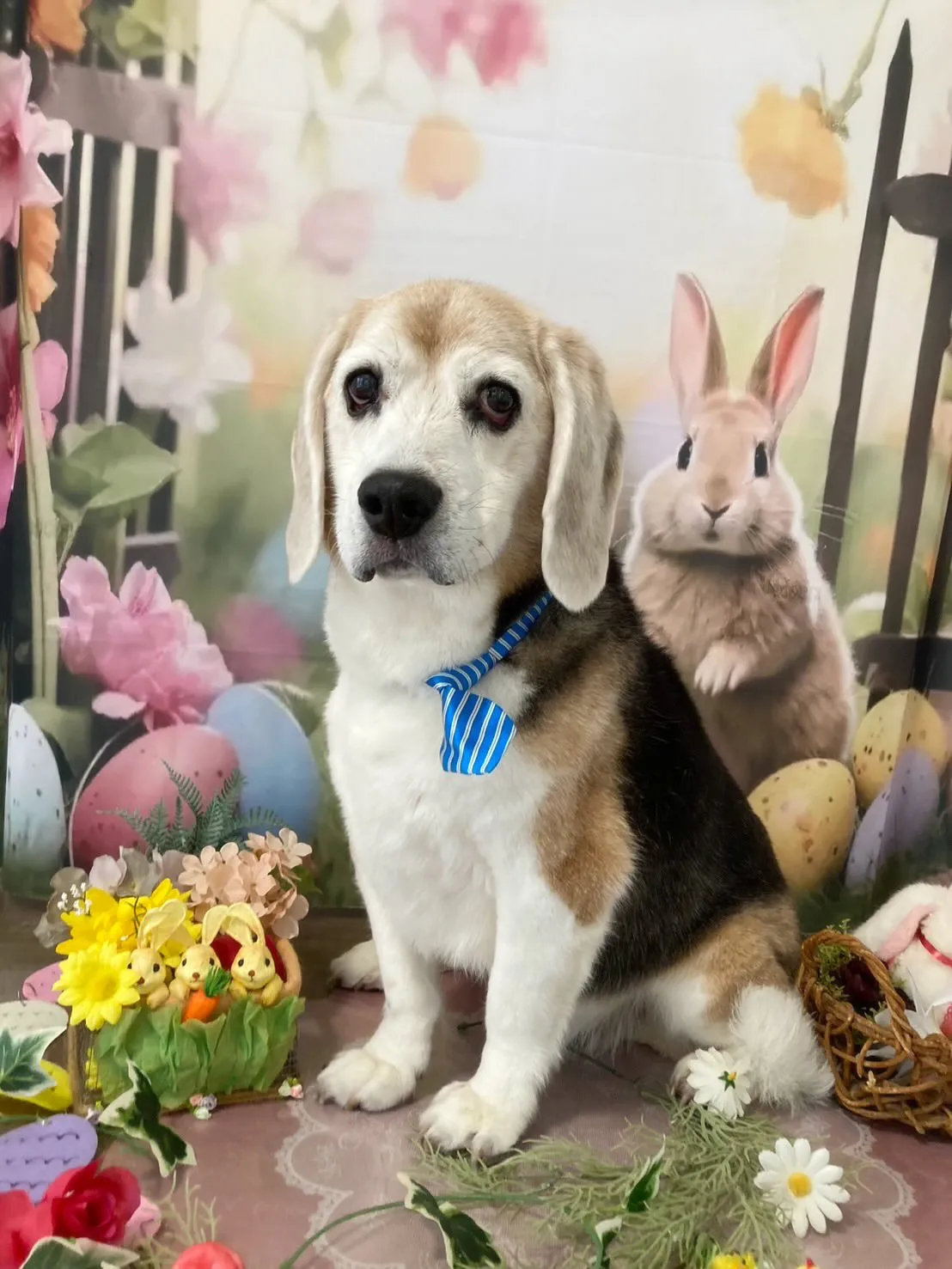 トリミングのセットメニューをご利用頂いたわんこさんです🎶