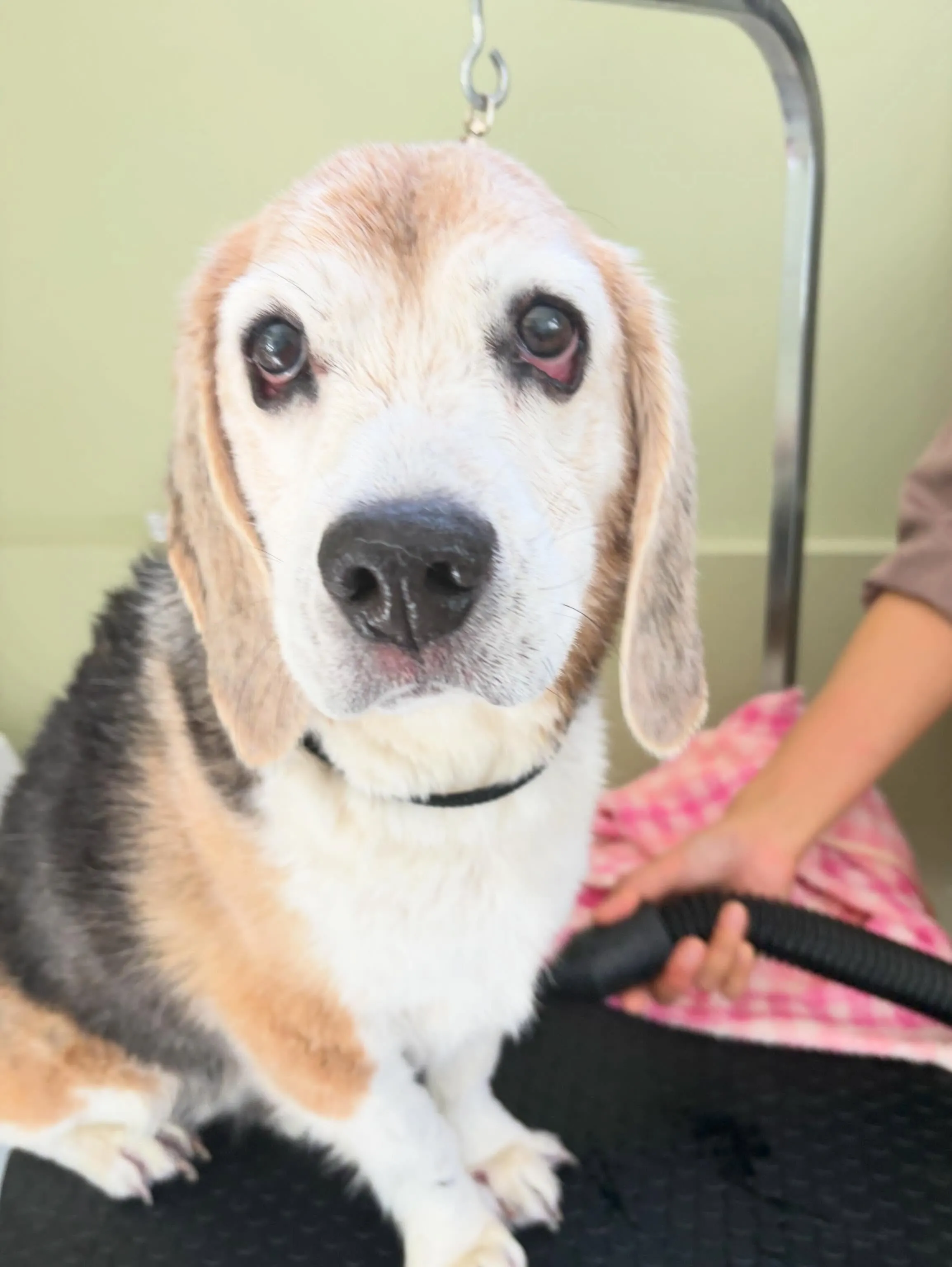 トリミングのセットメニューをご利用頂いたわんこさんです🎶