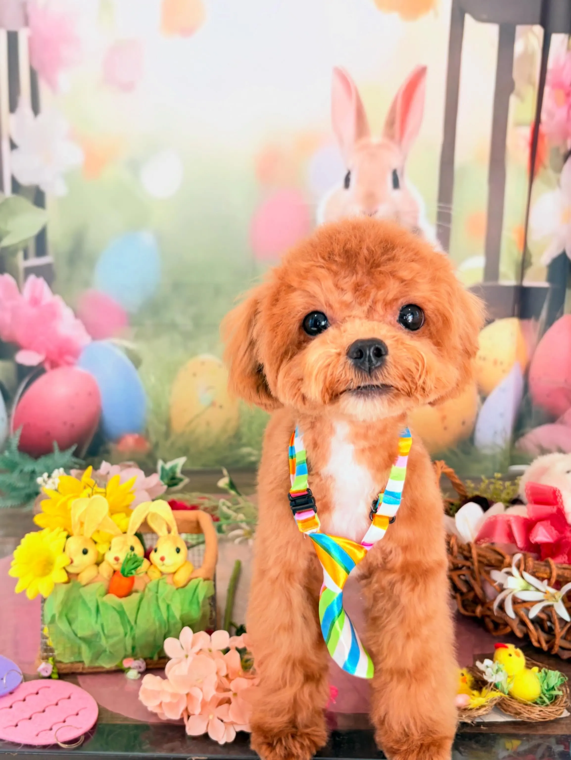 トリミングのセットメニューをご利用頂いたわんこさんです🎶