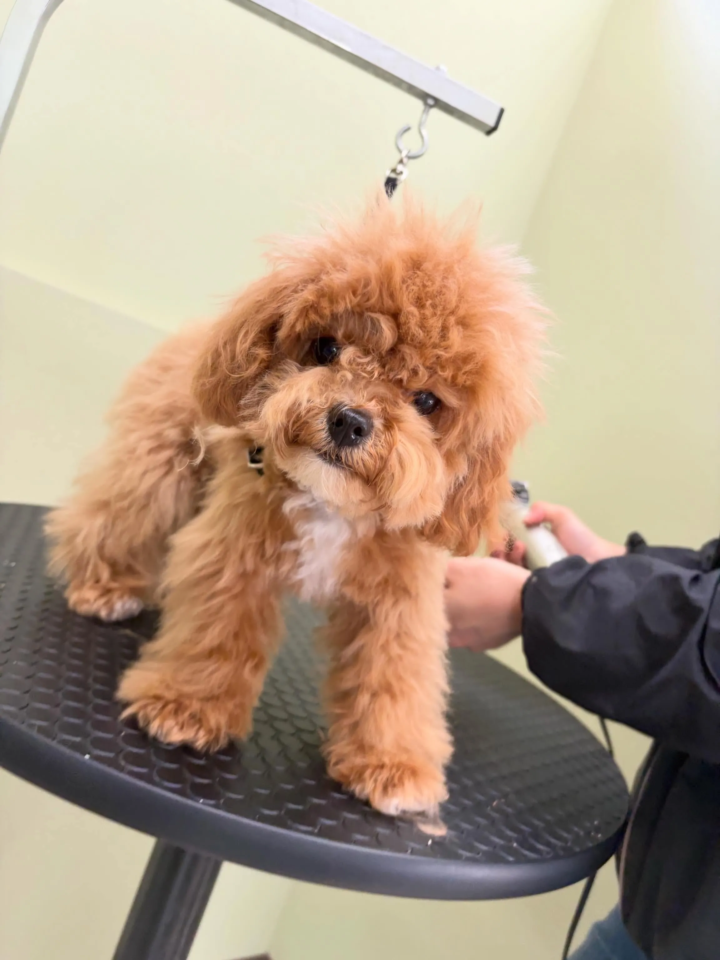 トリミングのセットメニューをご利用頂いたわんこさんです🎶