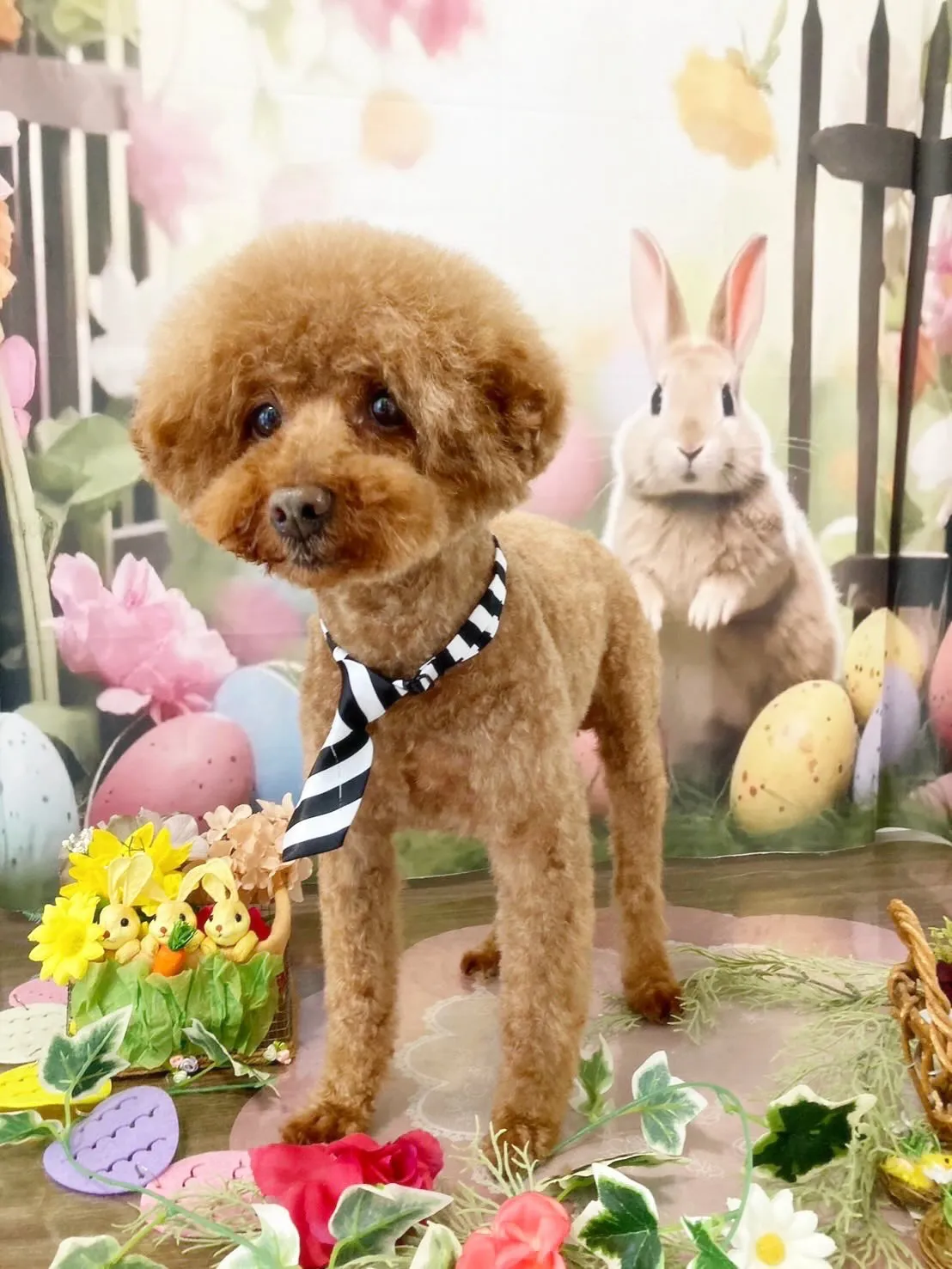 トリミングのセットメニューをご利用頂いたわんこさんです🎶