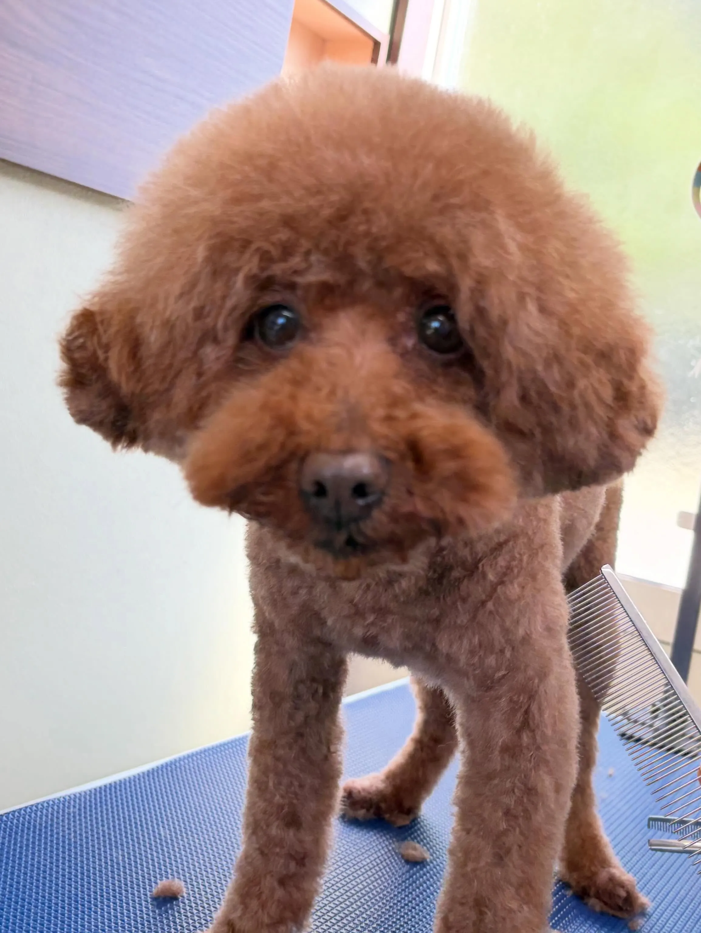 トリミングのセットメニューをご利用頂いたわんこさんです🎶