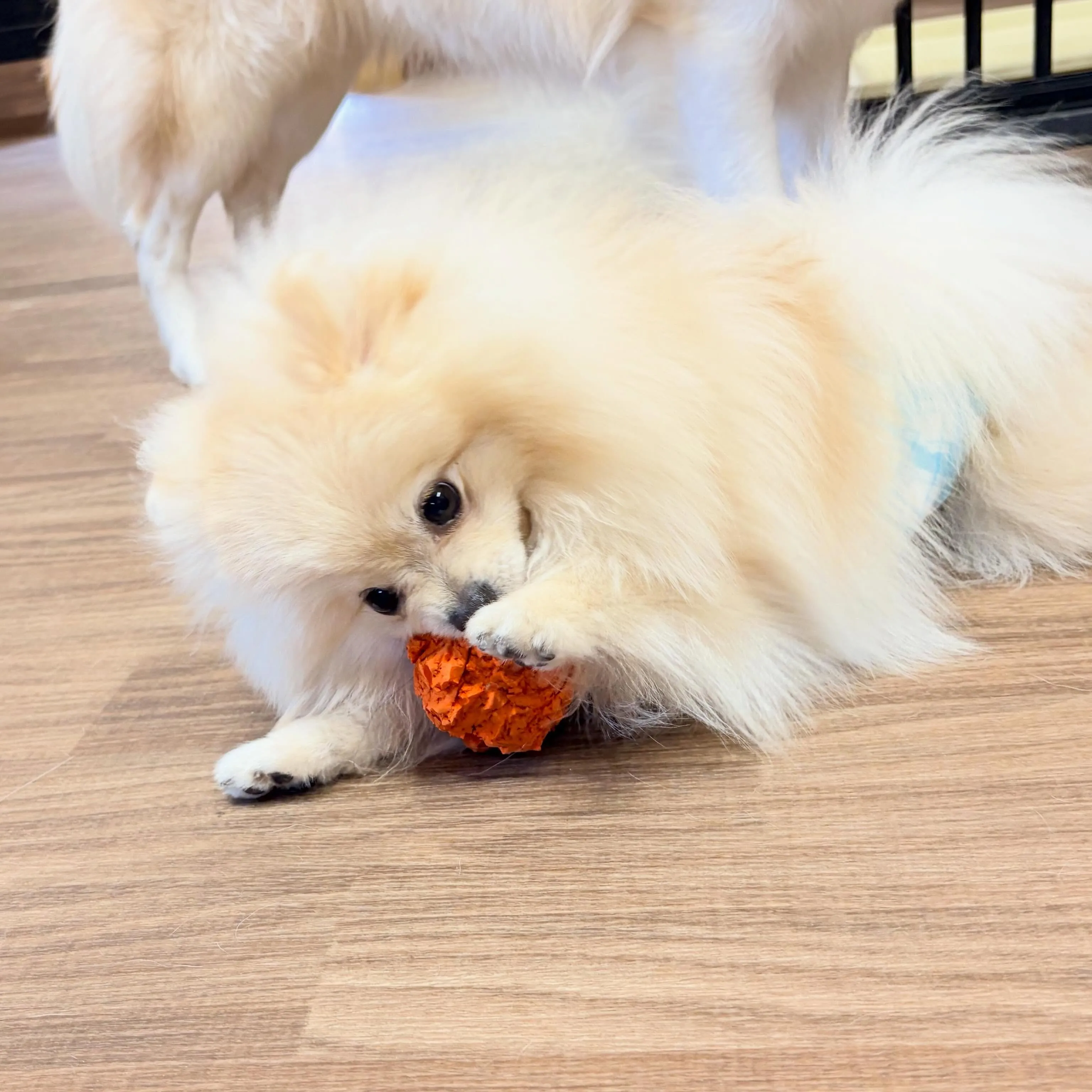 入会してくれたむーたんくんです🥰