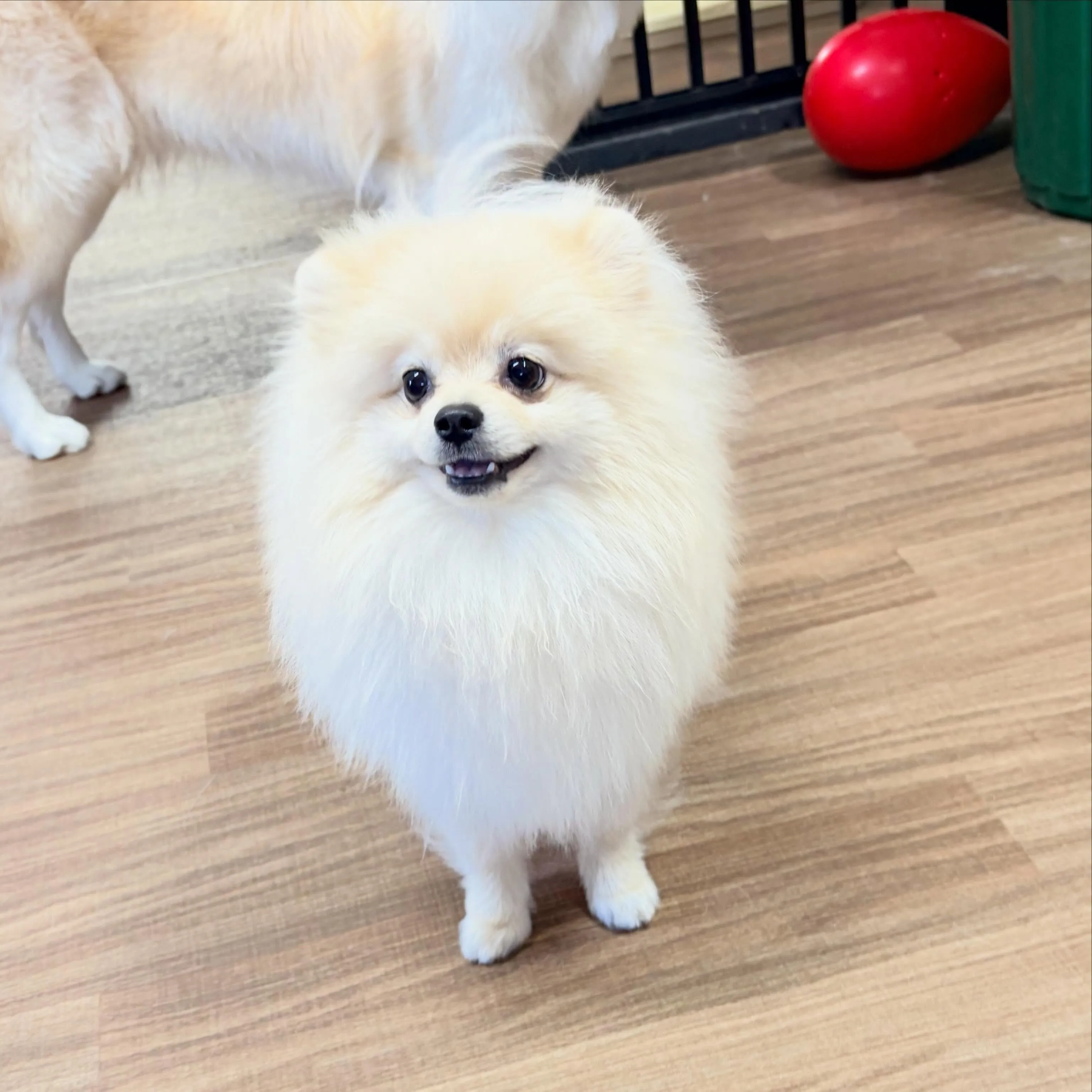 入会してくれたむーたんくんです🥰