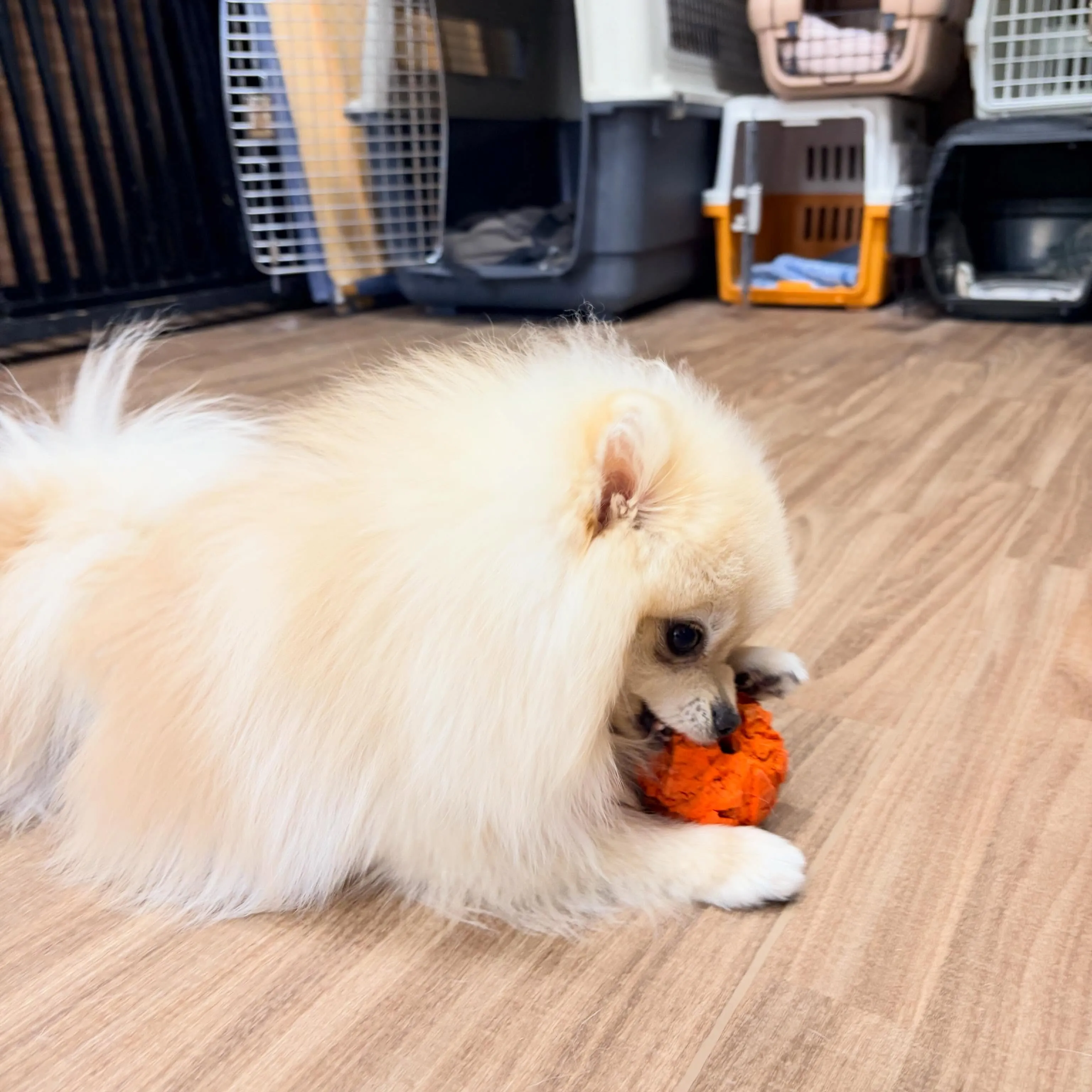 入会してくれたむーたんくんです🥰