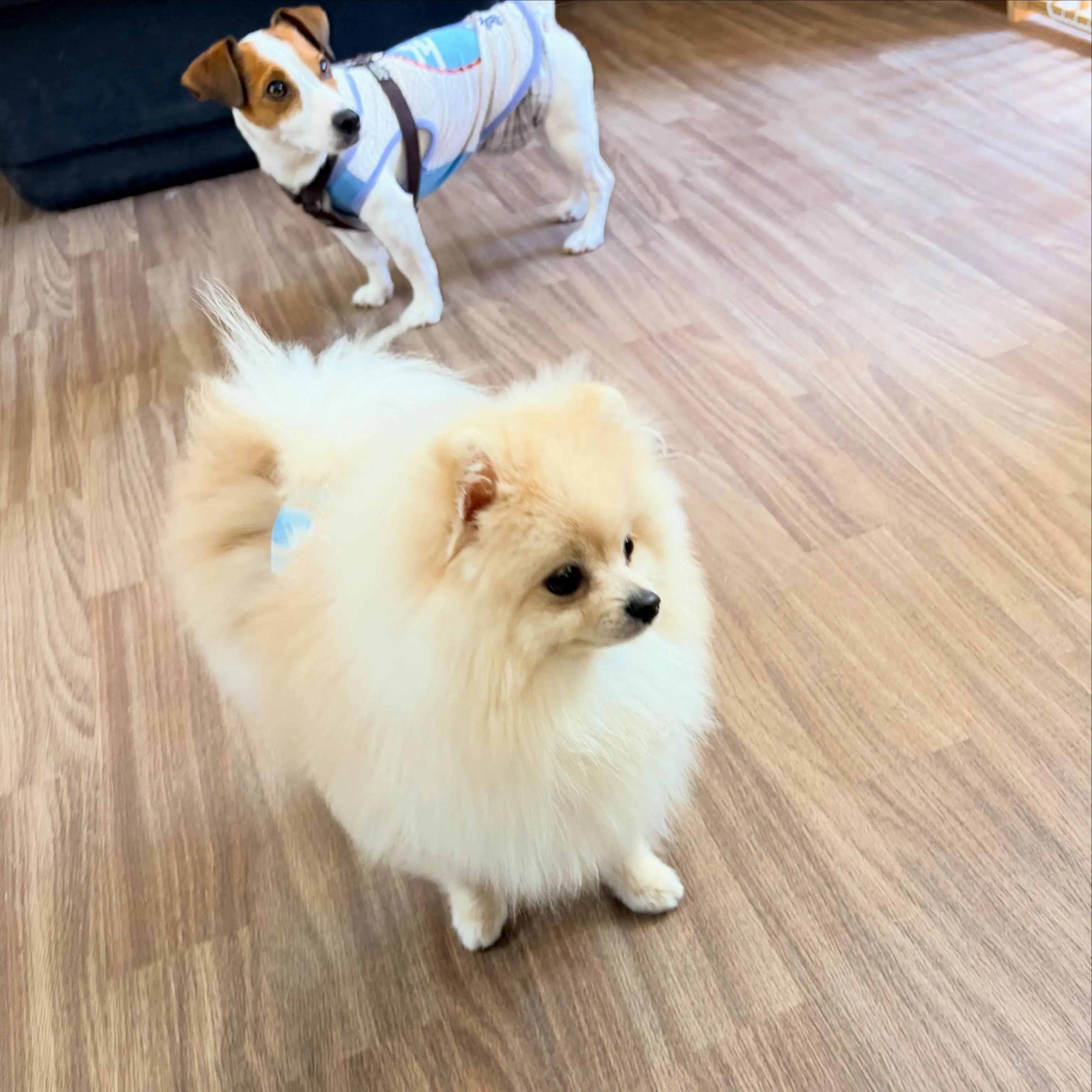 入会してくれたむーたんくんです🥰