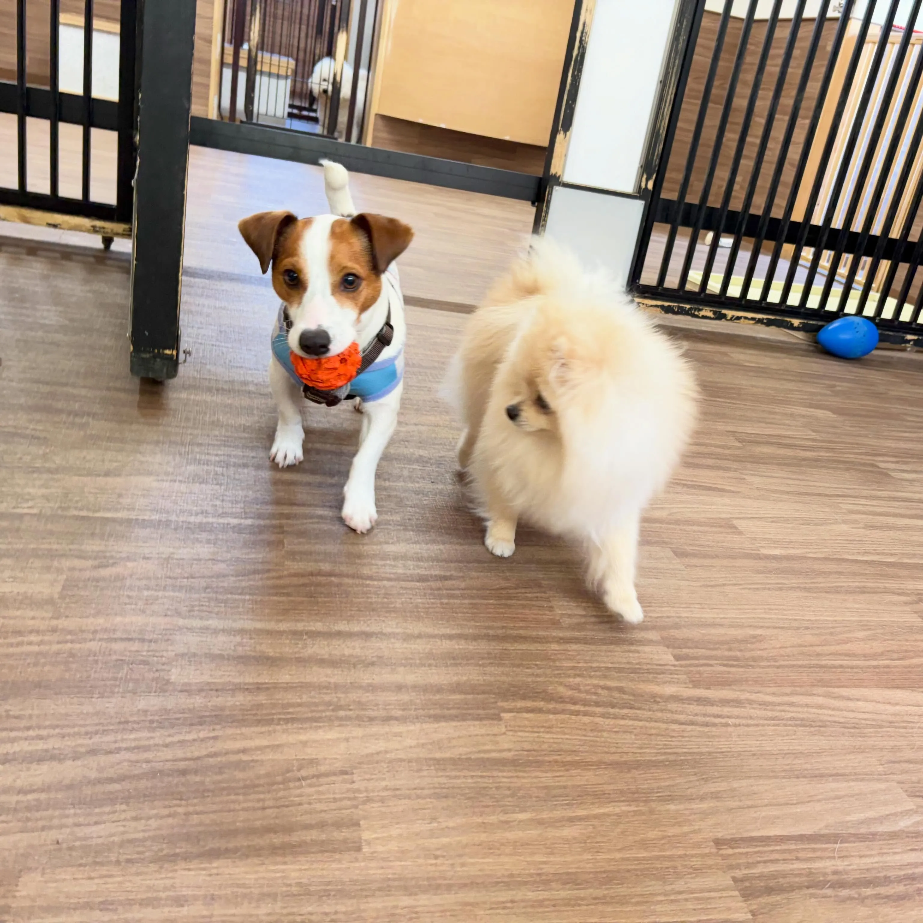 入会してくれたむーたんくんです🥰