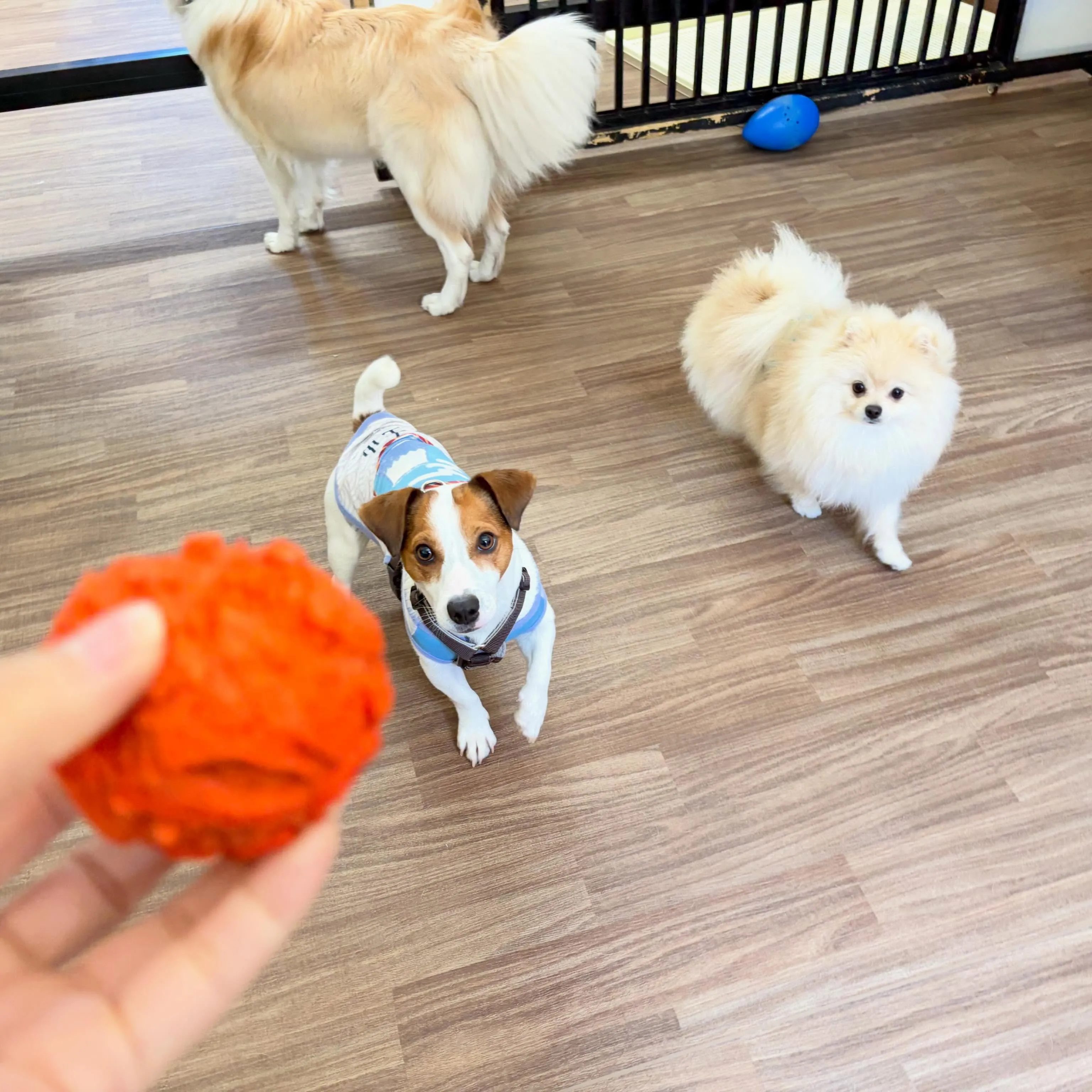 入会してくれたむーたんくんです🥰