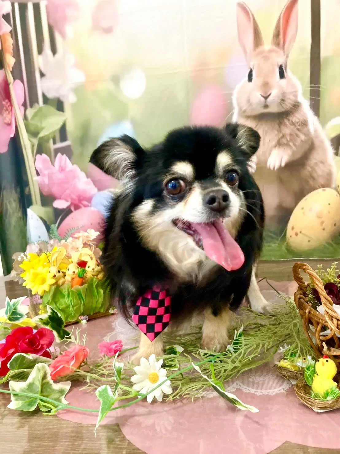 トリミングのセットメニューをご利用頂いたわんこたちです🎶