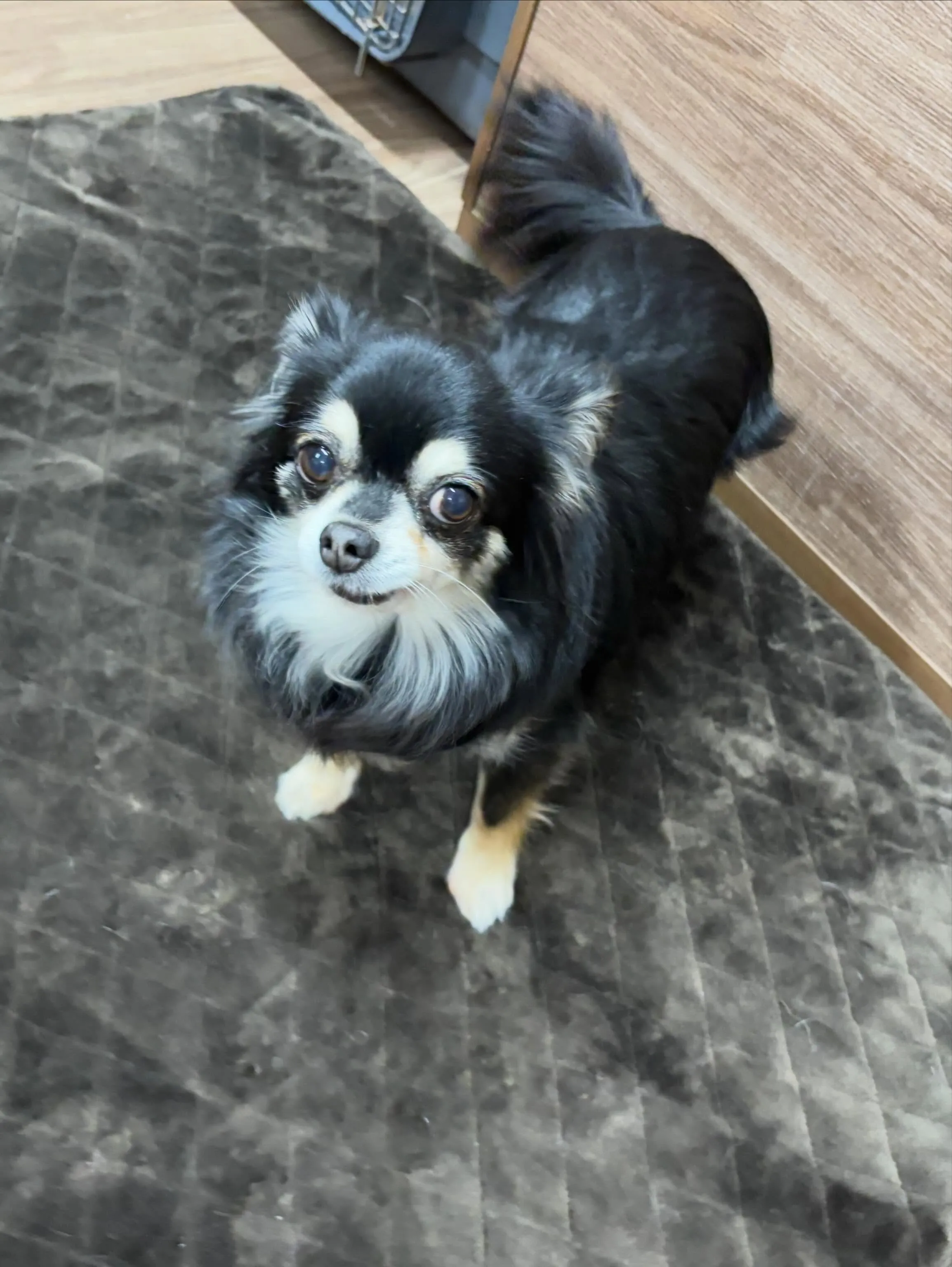 トリミングのセットメニューをご利用頂いたわんこたちです🎶