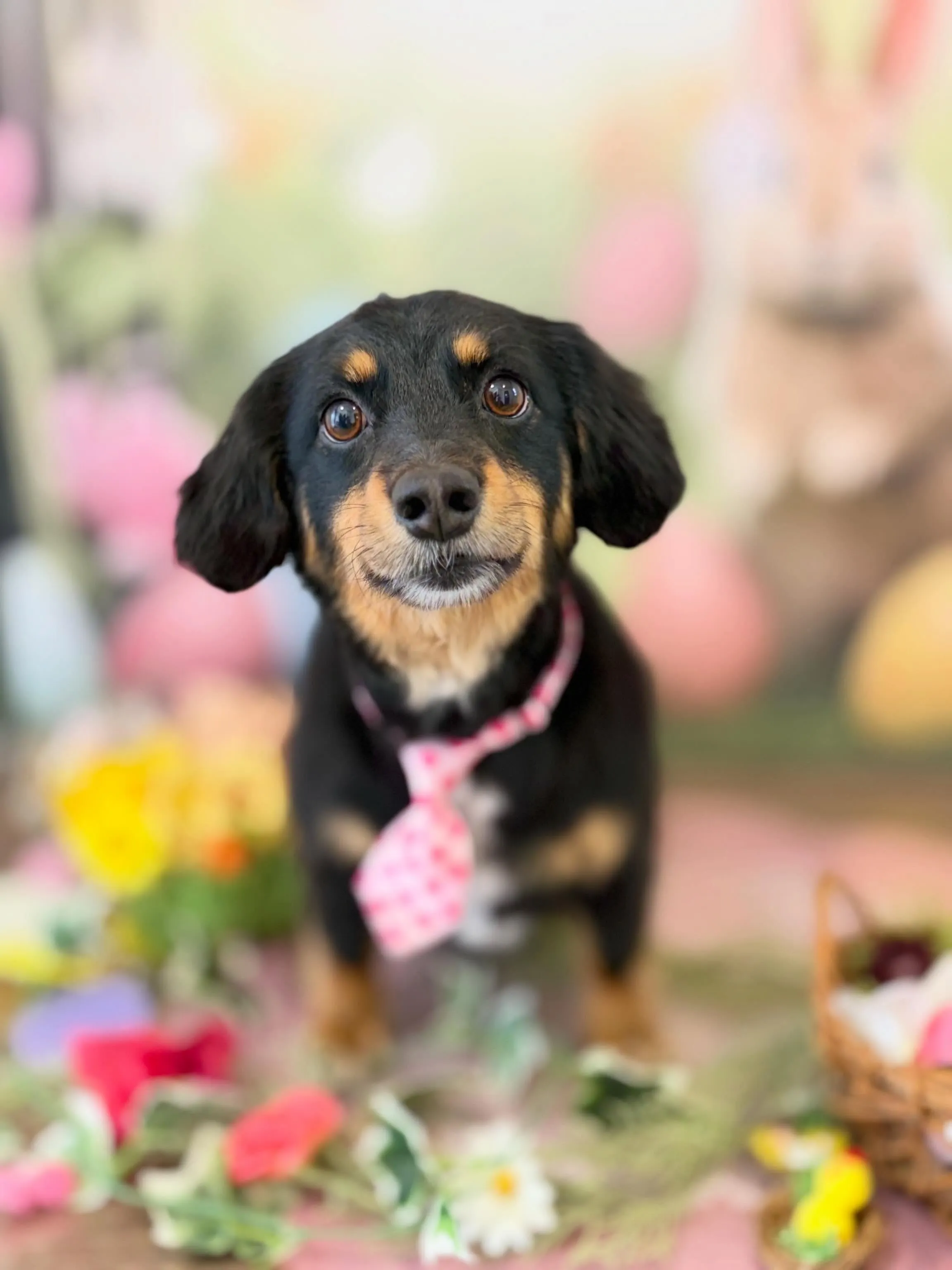 トリミングのセットメニューをご利用頂いたわんこたちです🎶