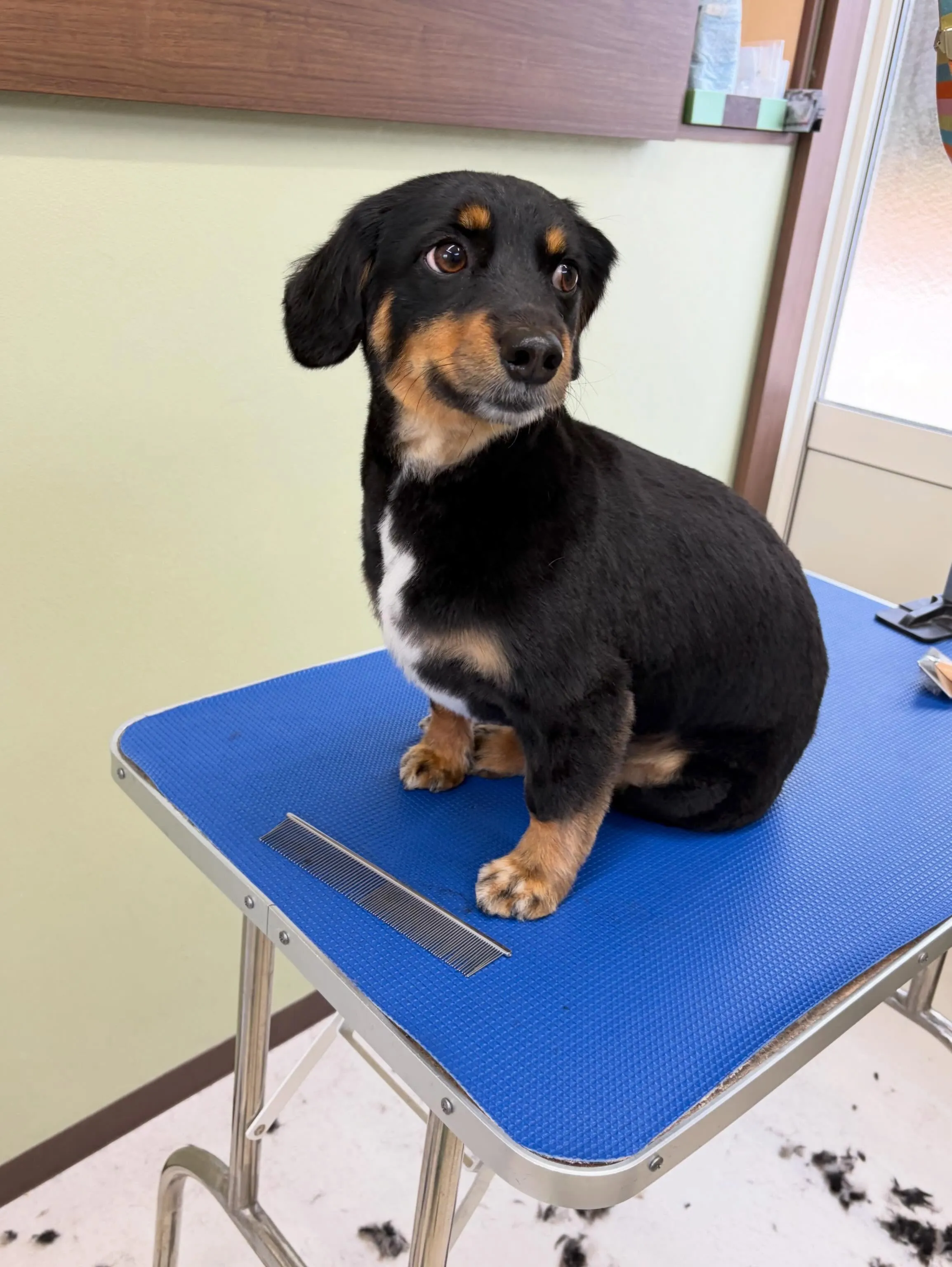 トリミングのセットメニューをご利用頂いたわんこたちです🎶