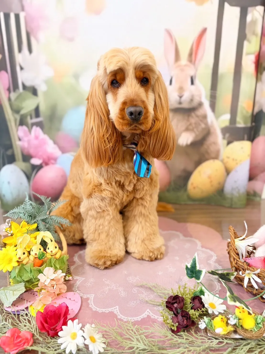 トリミングのセットメニューをご利用頂いたわんこたちです🎶