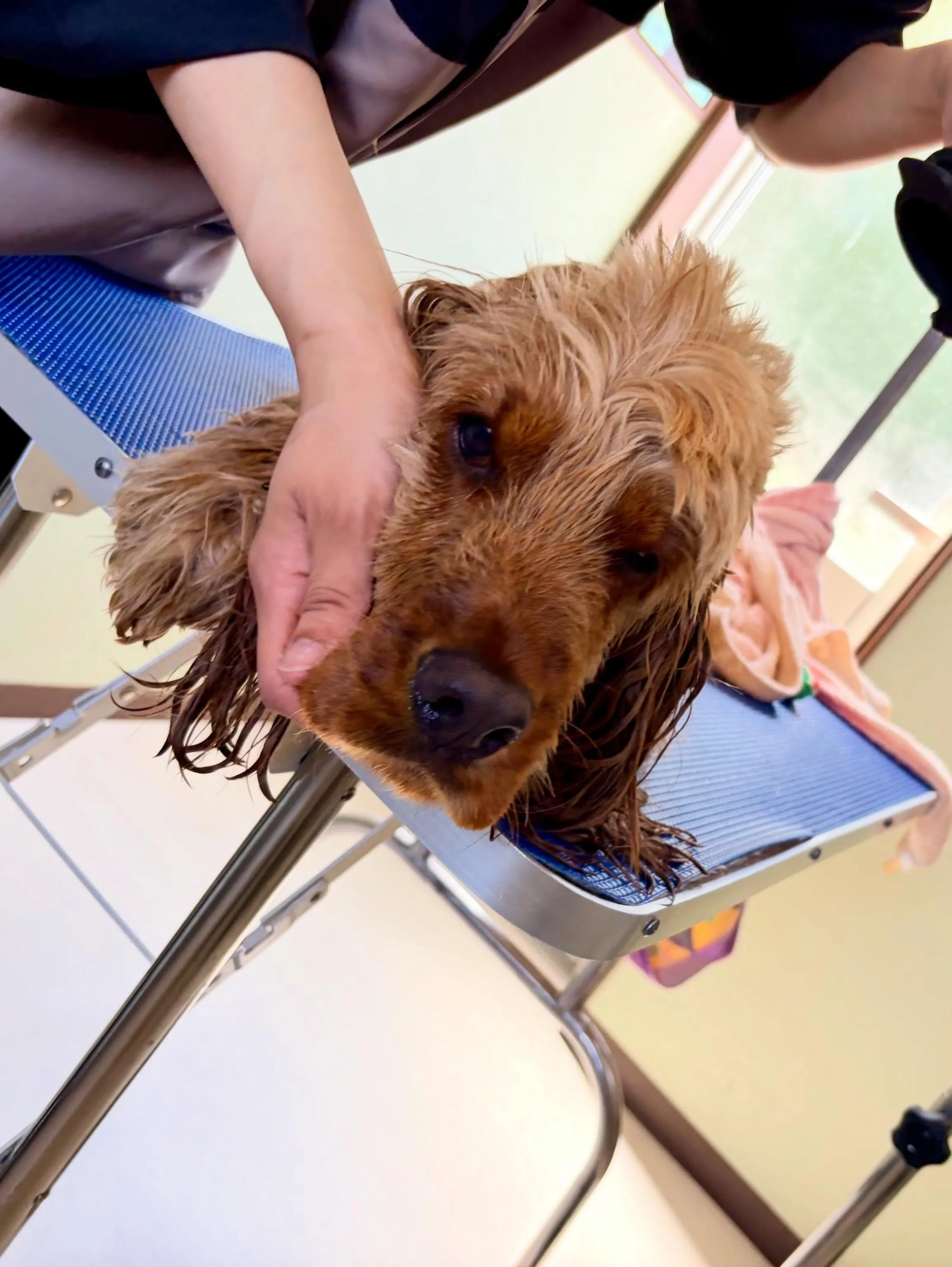 トリミングのセットメニューをご利用頂いたわんこたちです🎶